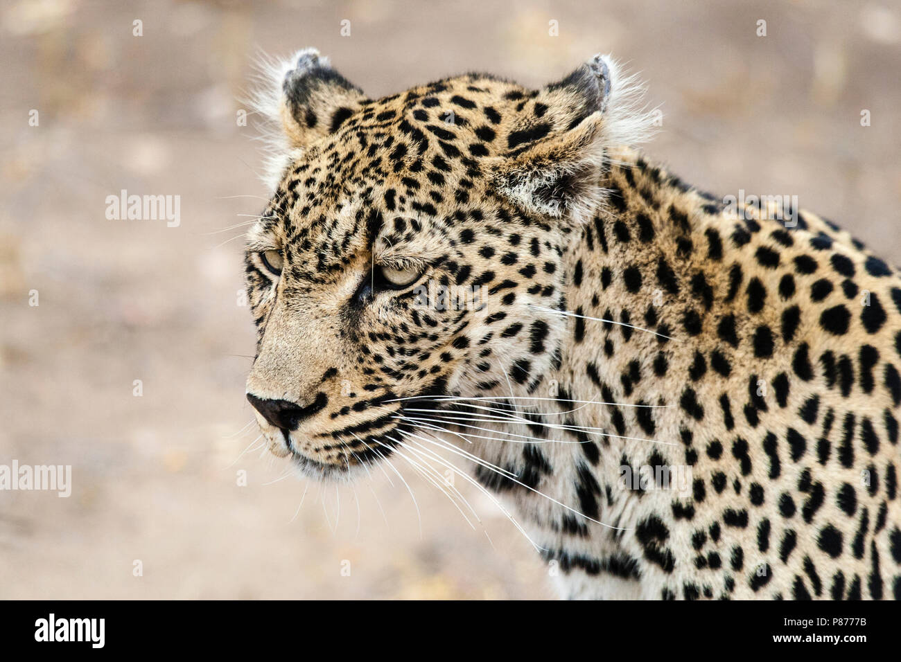 Leopard (Panthera pardus) portrait à Kruger National Park Banque D'Images