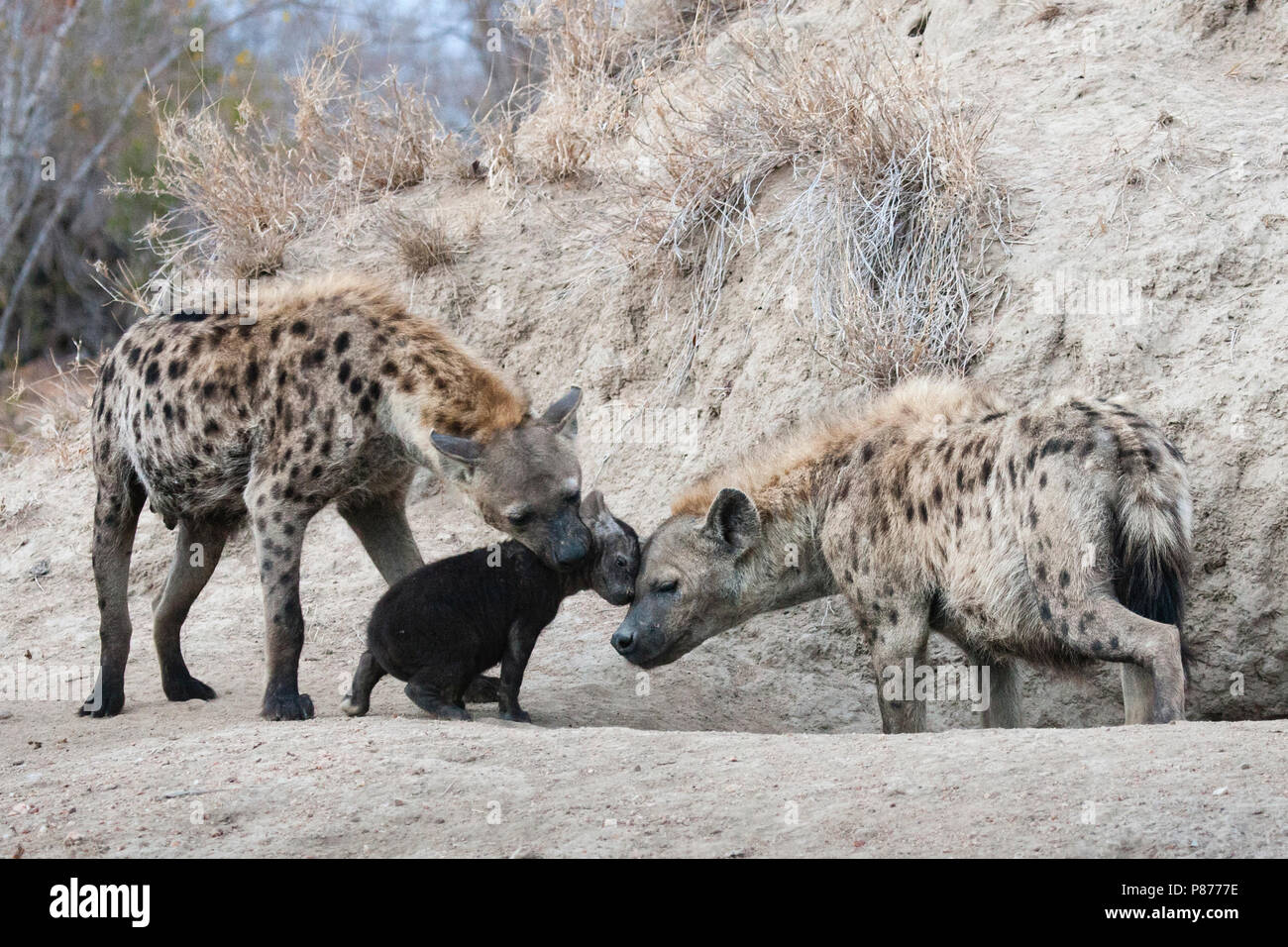 L'Hyène tachetée (Crocuta crocuta) Famille avec jeunes à Kruger National Park en été Banque D'Images