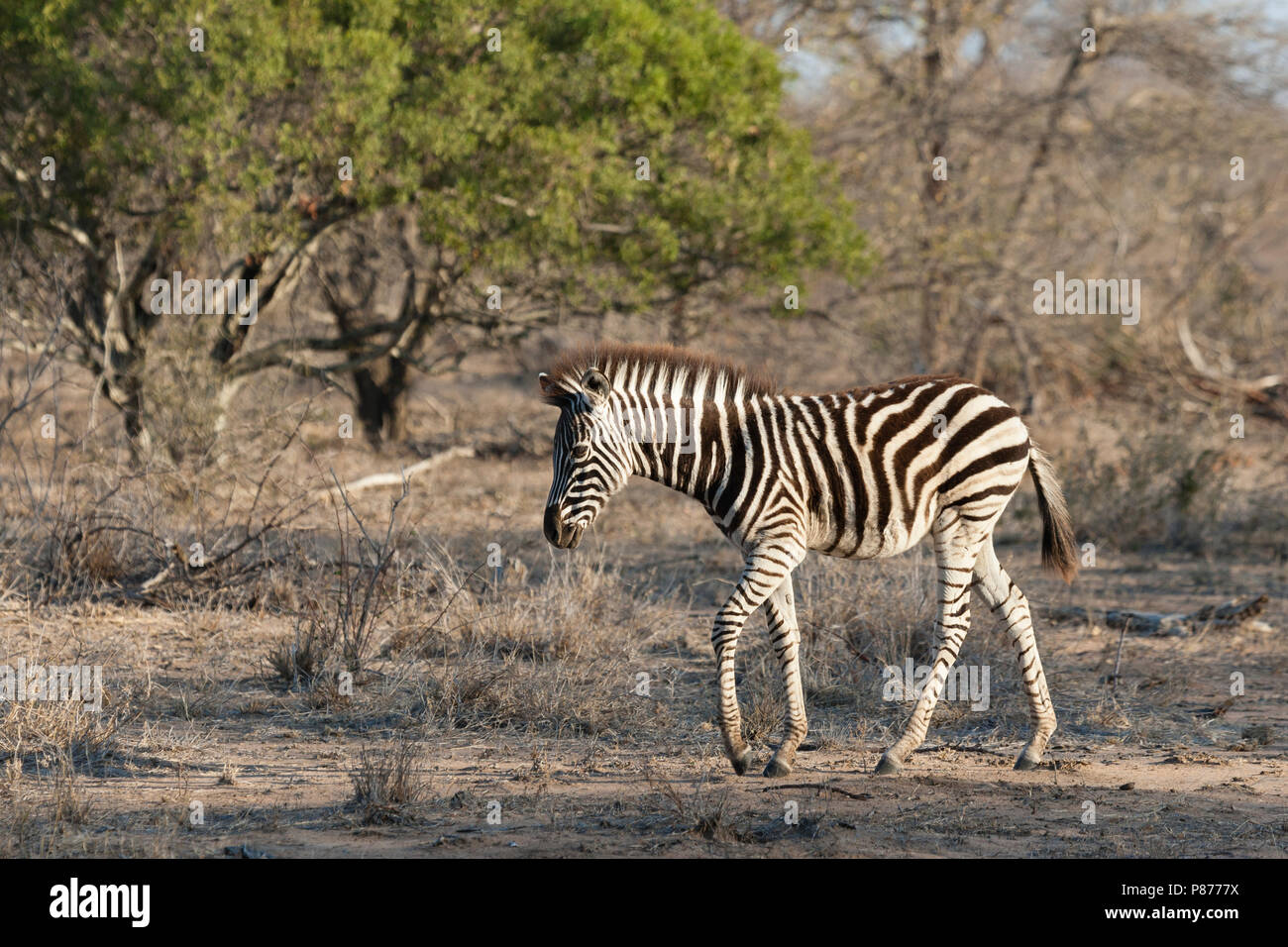 Zèbre des plaines (Equus quagga) jeunes marcher à Kruger National Park en été Banque D'Images