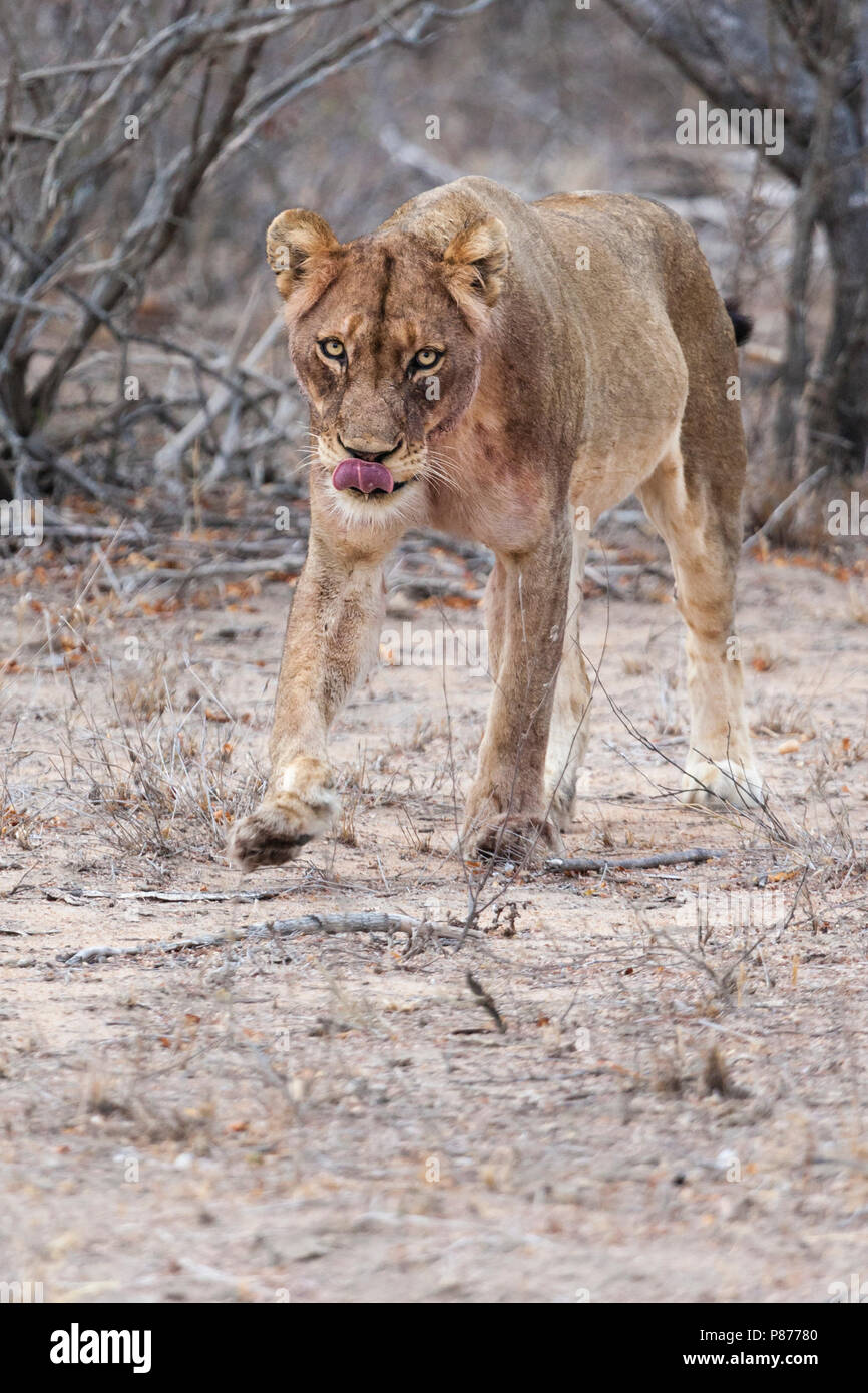 Lion (Panthera leo) Balade au Parc National Kruger en été Banque D'Images