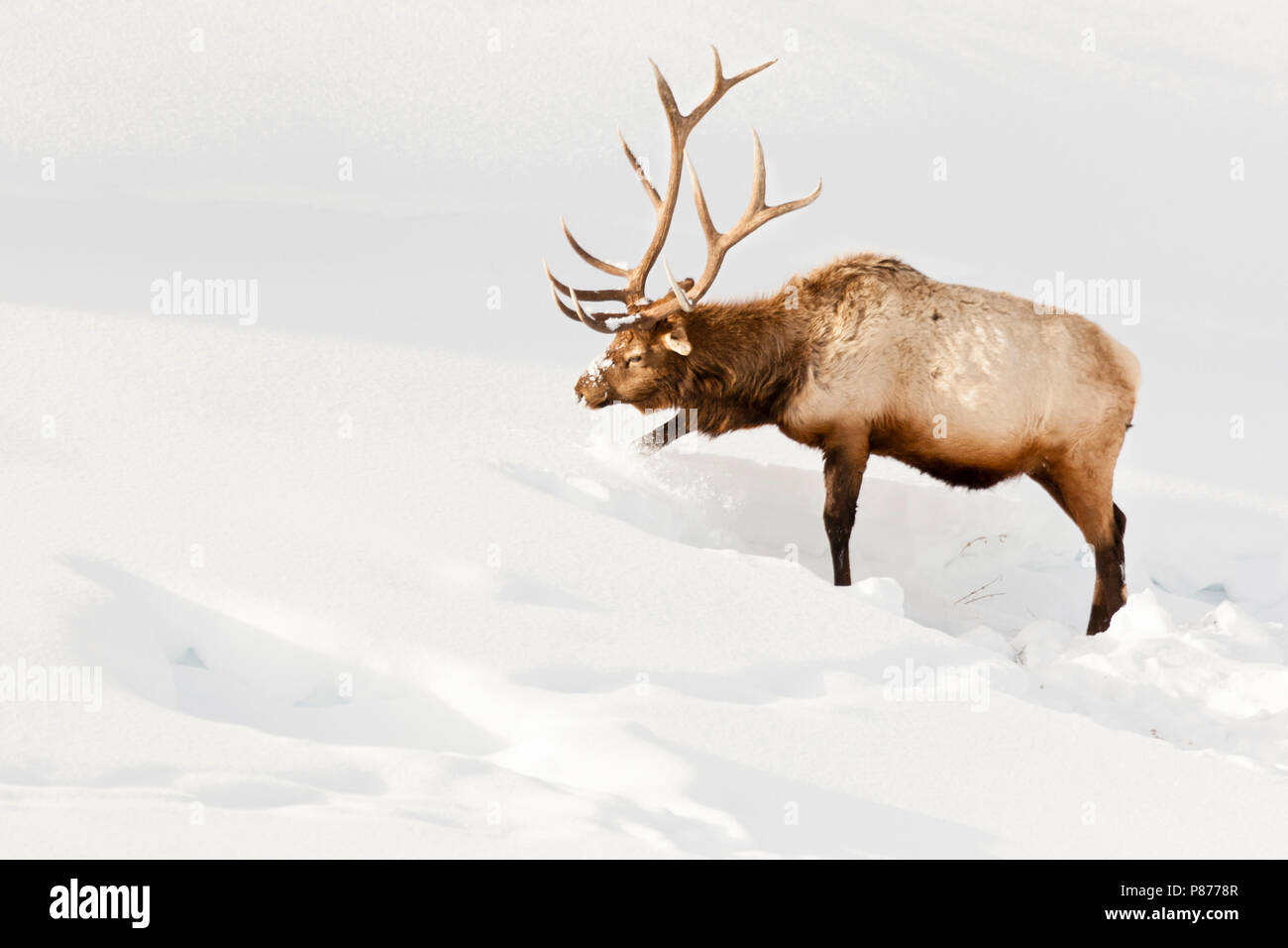 Mannetje Wapiti dans foeragerend ; en quête de Bull Elk in snow Banque D'Images