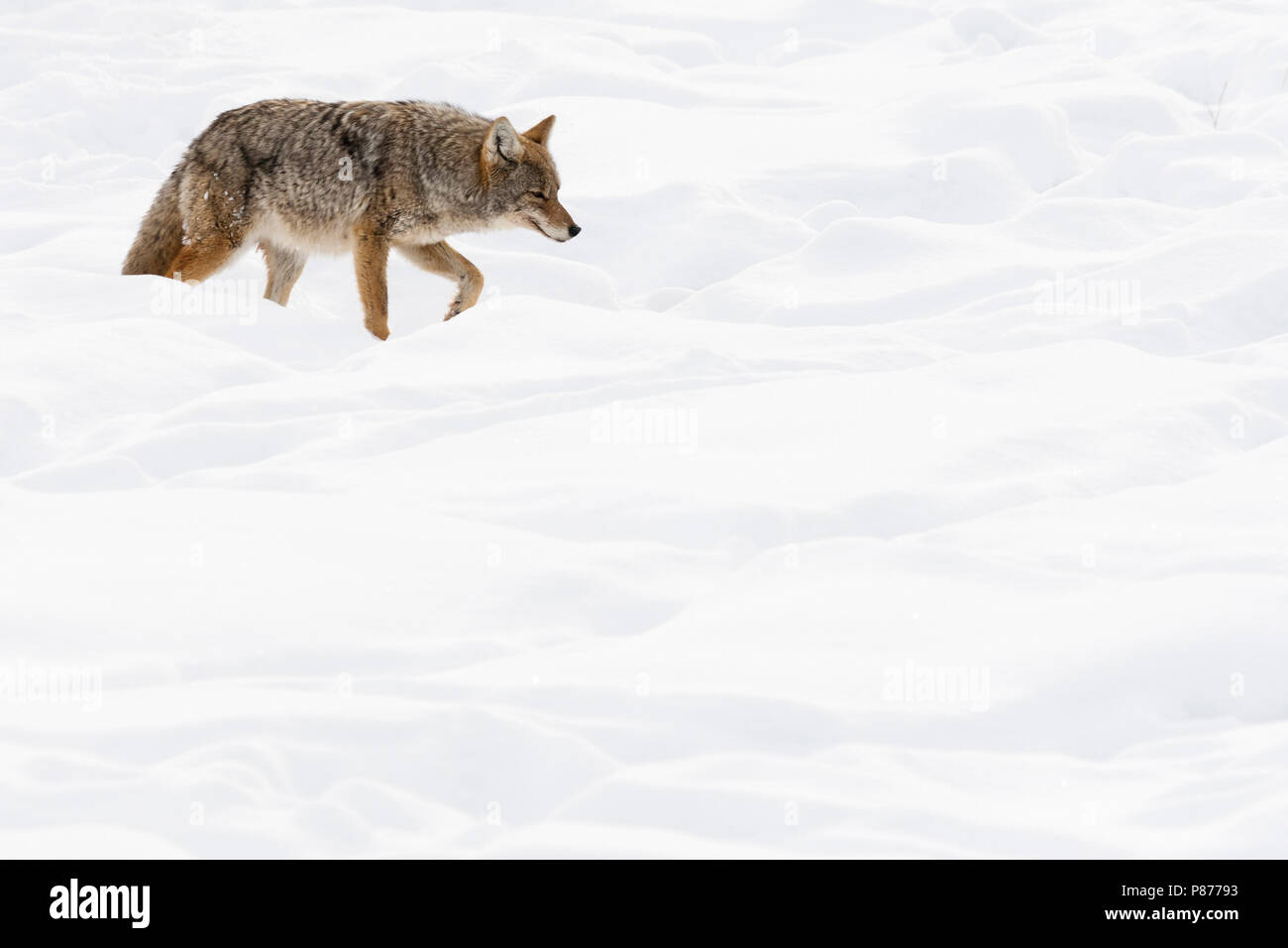 Lopend Prairiewolf dans en Coyote ; walking in snow Banque D'Images