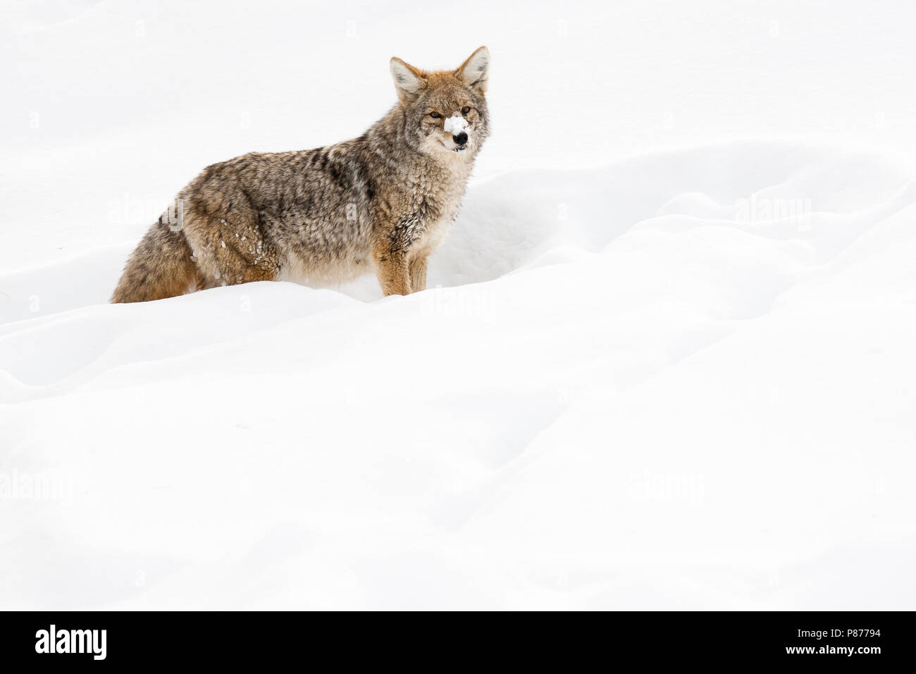 Dans staand Prairiewolf en Coyote ; debout dans la neige Banque D'Images