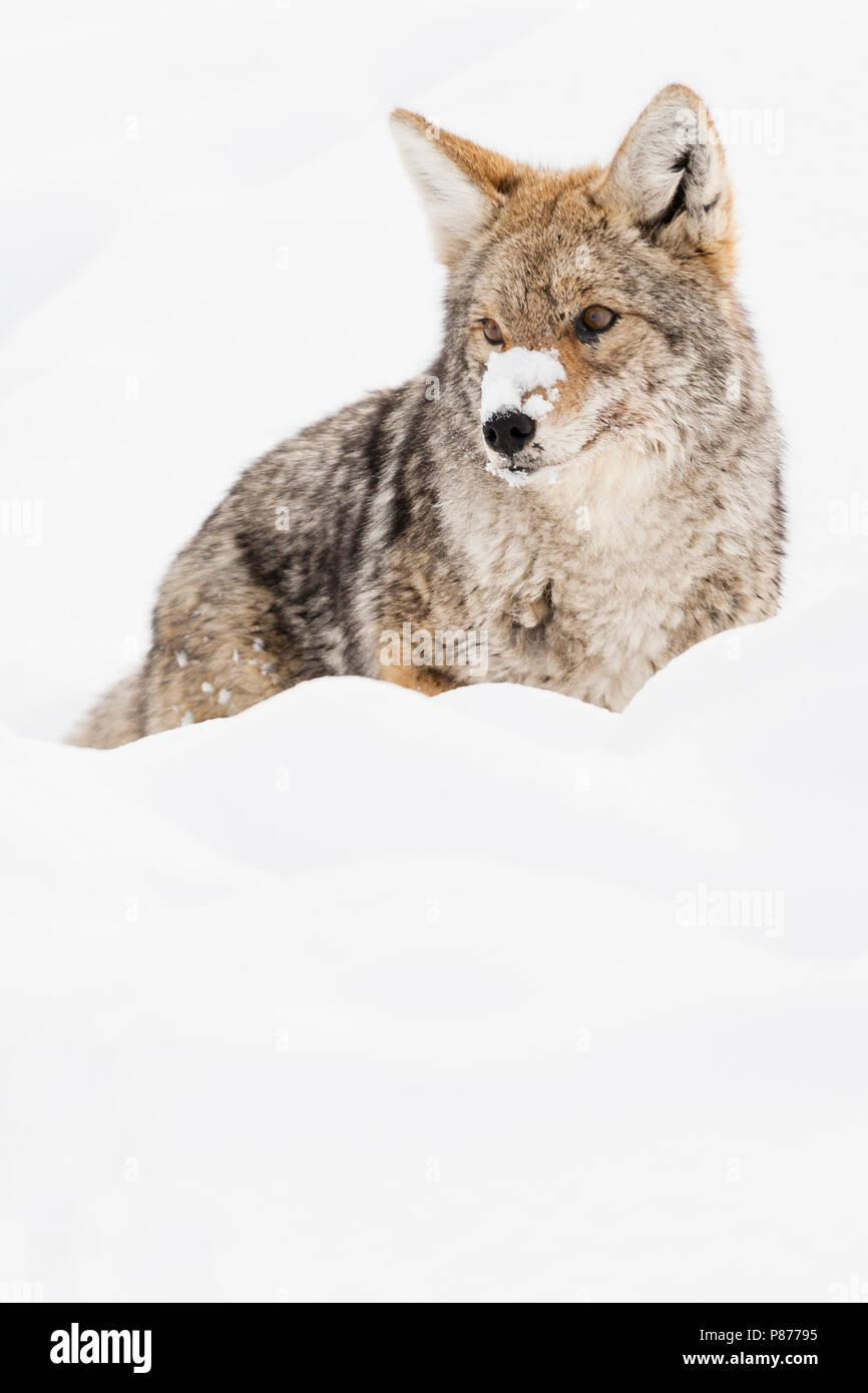 Dans staand Prairiewolf en Coyote ; debout dans la neige Banque D'Images