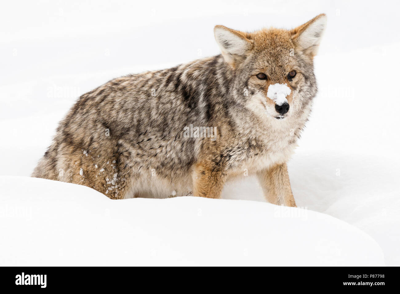 Dans staand Prairiewolf en Coyote ; debout dans la neige Banque D'Images