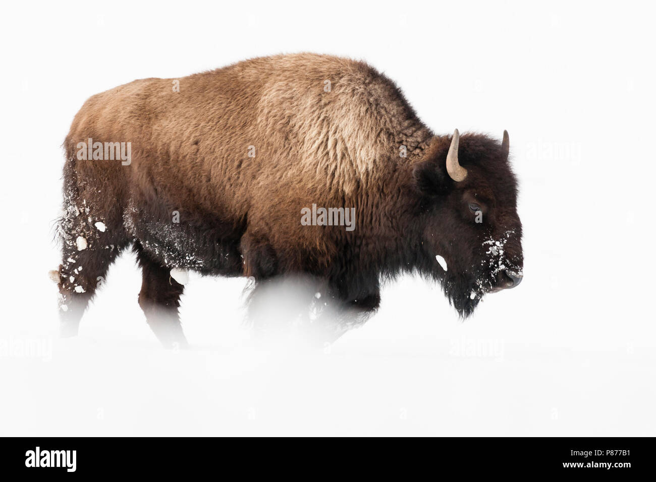 Amerikaanse bizon lopend dans en ; bison américain walking in snow Banque D'Images