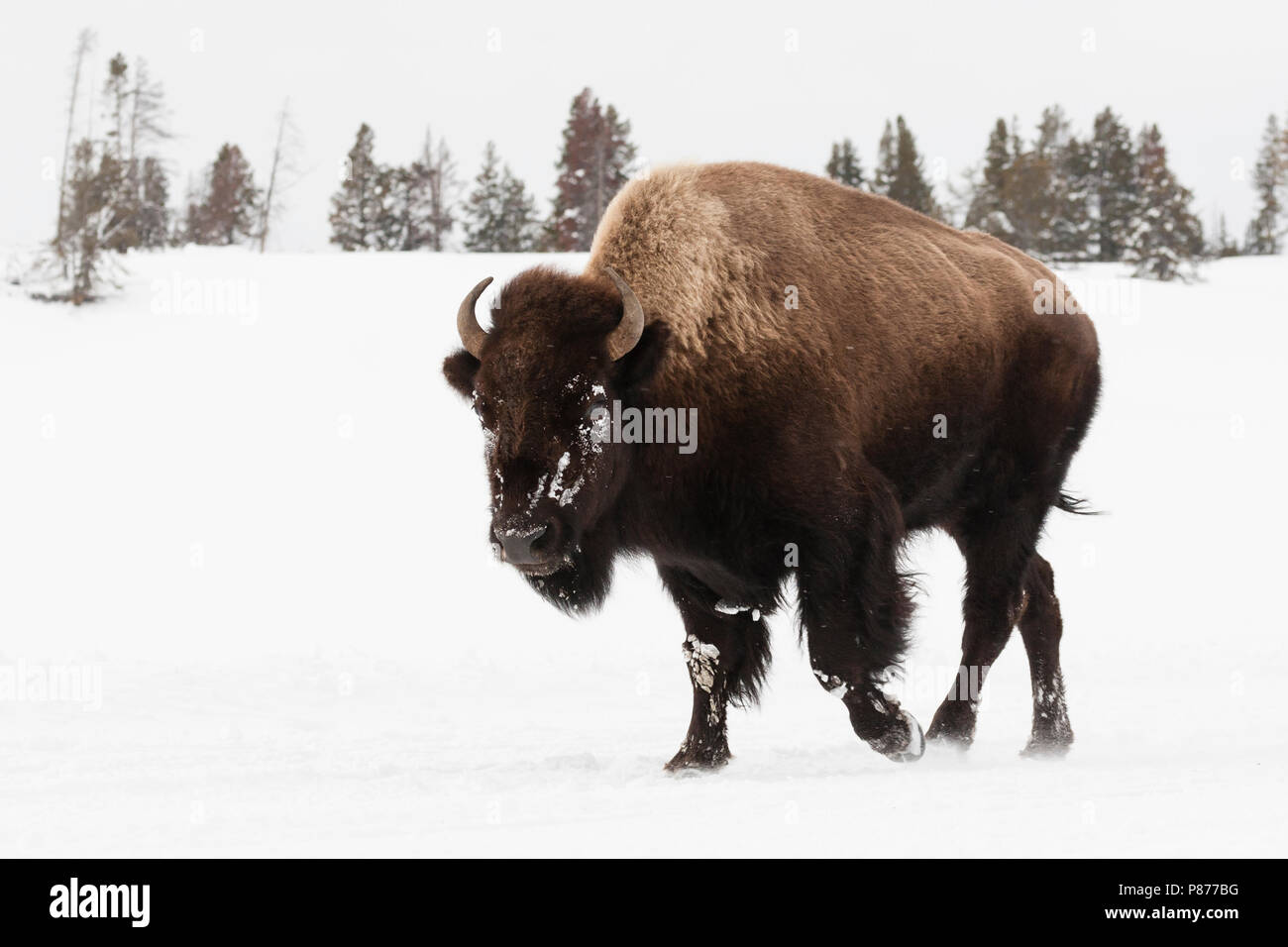 Amerikaanse bizon rennend dans en dans le Parc National de Yellowstone ; bison américain en marche dans la neige à Yellowstone National Park Banque D'Images