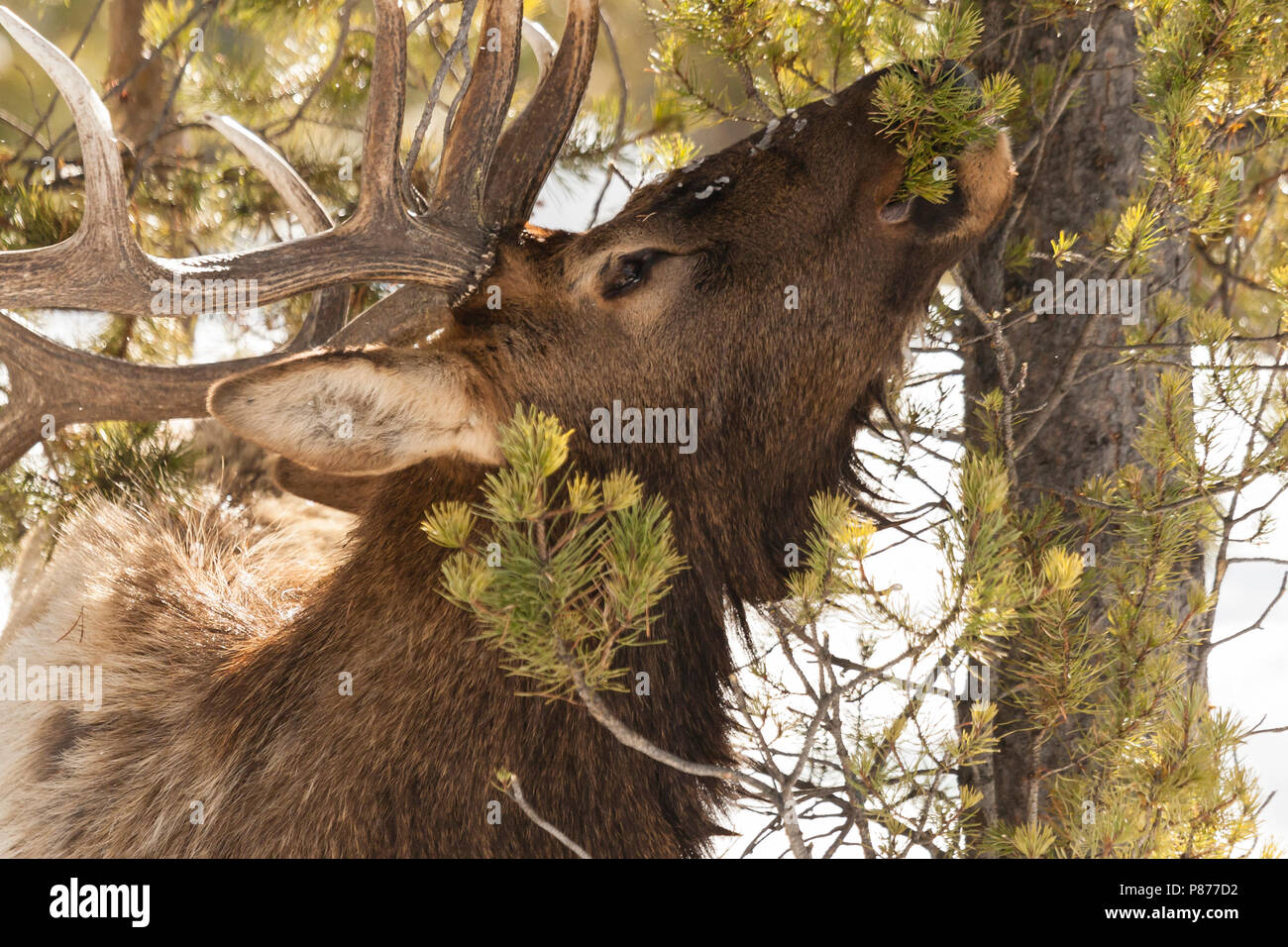 Le wapiti (Cervus canadensis) sur arbre à Parc National de Yellowstone Banque D'Images