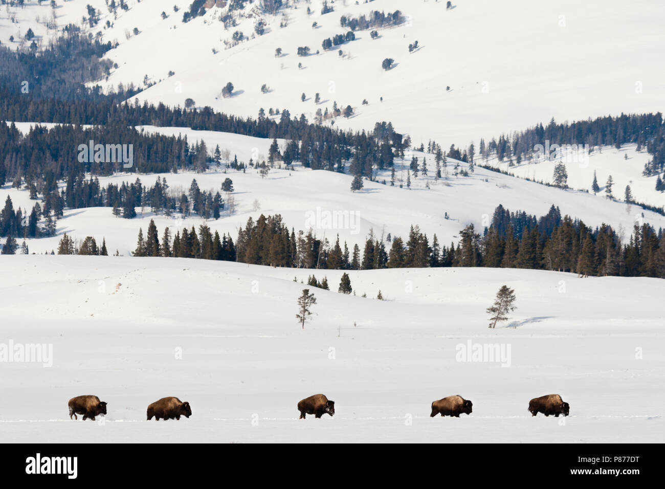 Le bison d'Amérique (Bison bison) troupeau marchant dans la neige du Parc National de Yellowstone Banque D'Images