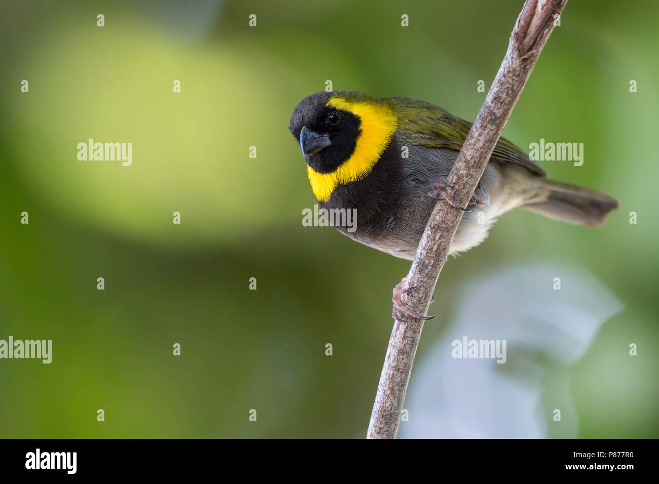 Cuban Grassquit (Bahamas), Phonipara canora Banque D'Images