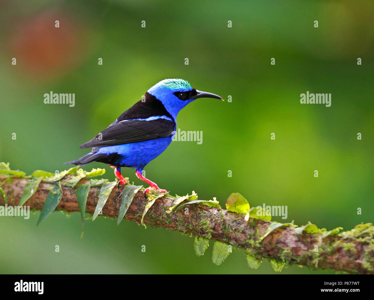 Blauwe Suikervogel, Red-legged Honeycreeper, Cyanerpes cyaneus Banque D'Images