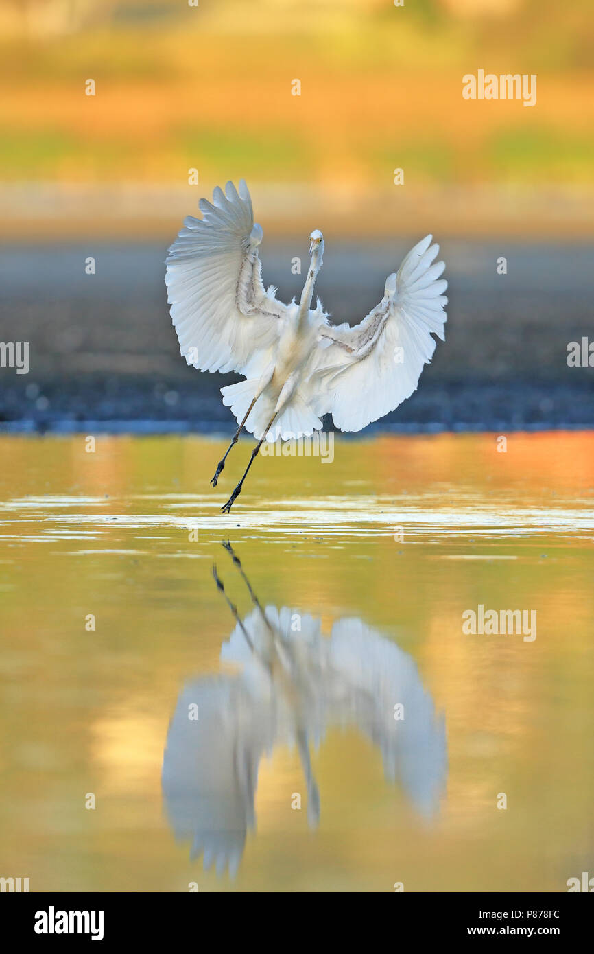 La Grande Aigrette Ardea alba modesta Banque D'Images