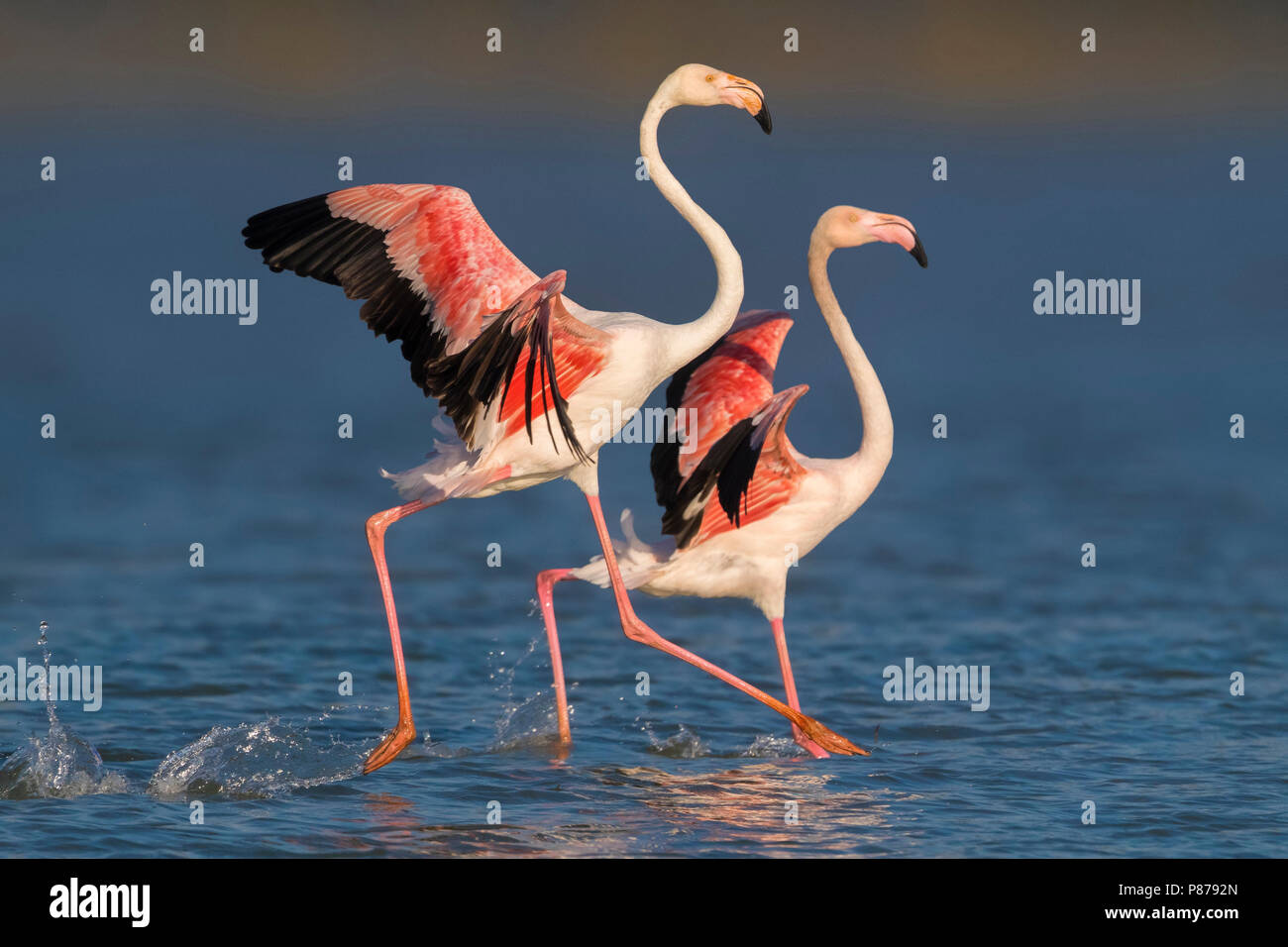 Flamingo ; flamant rose Phoenicopterus roseus ; Banque D'Images