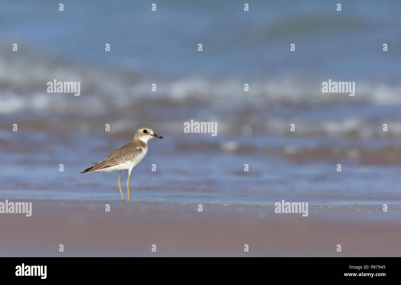 Plus Woestijnplevier, Pluvier siffleur, Charadrius leschenaultii Sable Banque D'Images