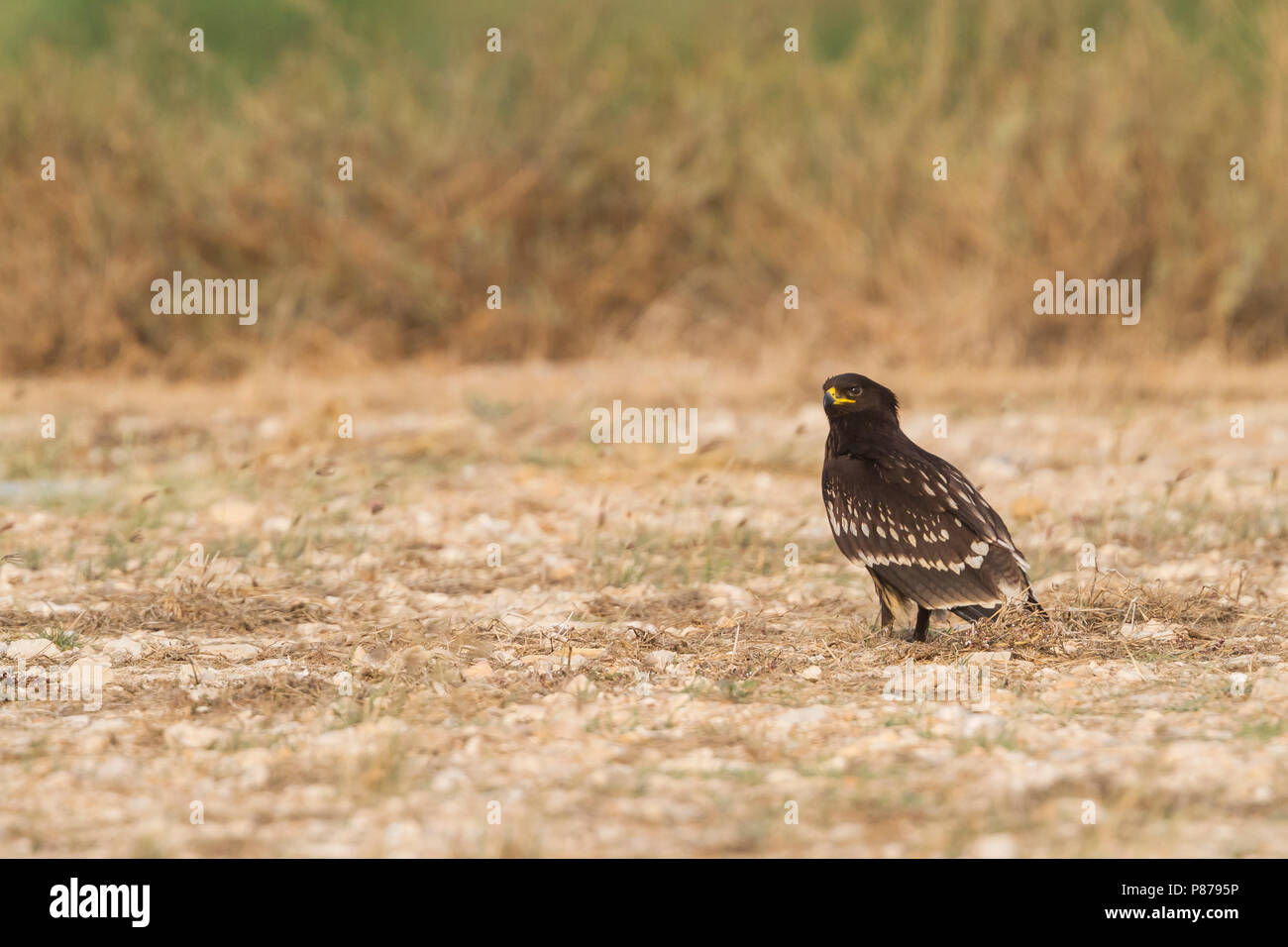 Une plus grande Spotted Eagle - Schelladler - Aquila clanga, Oman, 1er cy Banque D'Images