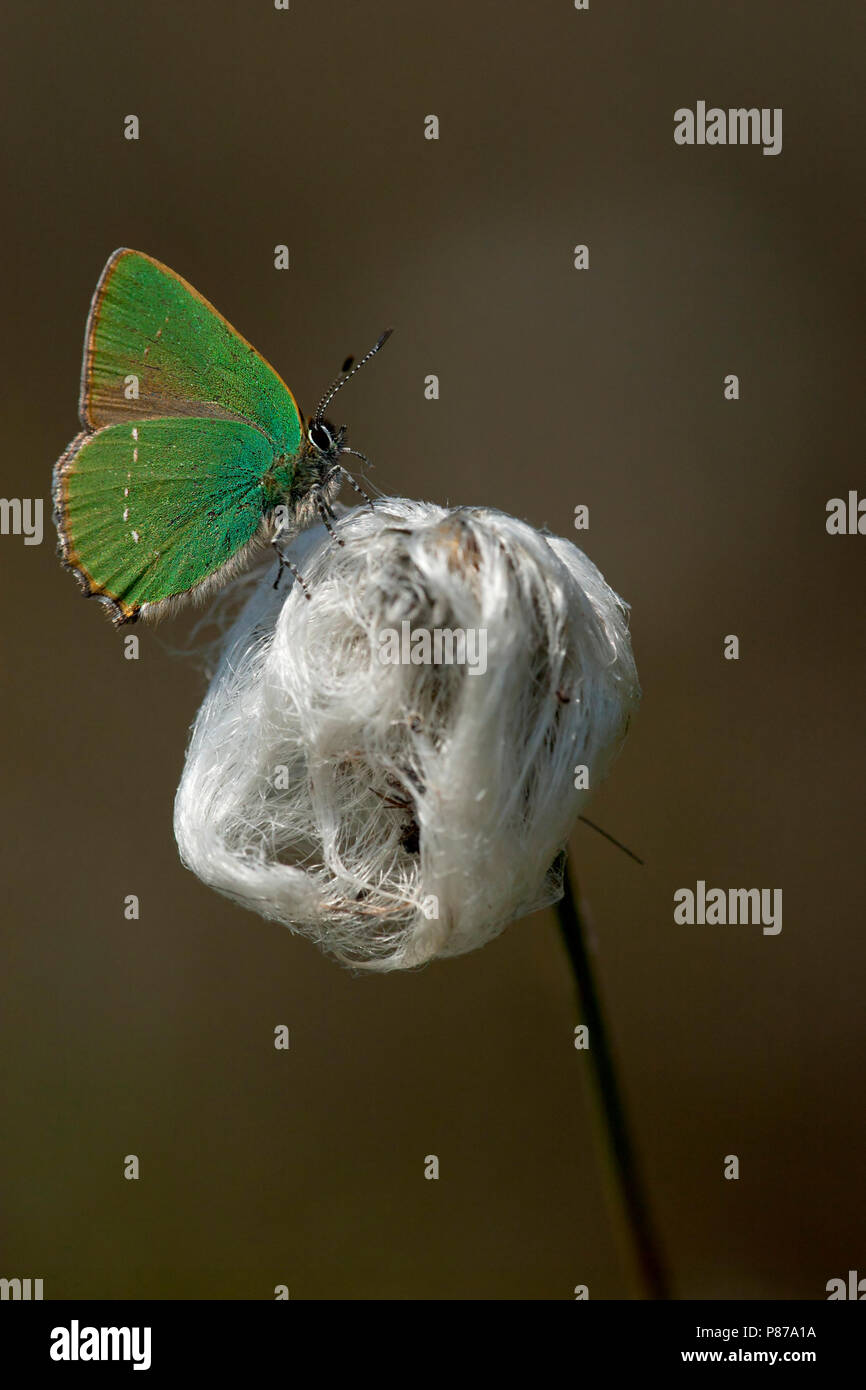 Groentje / Porte-queue vert (Callophrys rubi) Banque D'Images