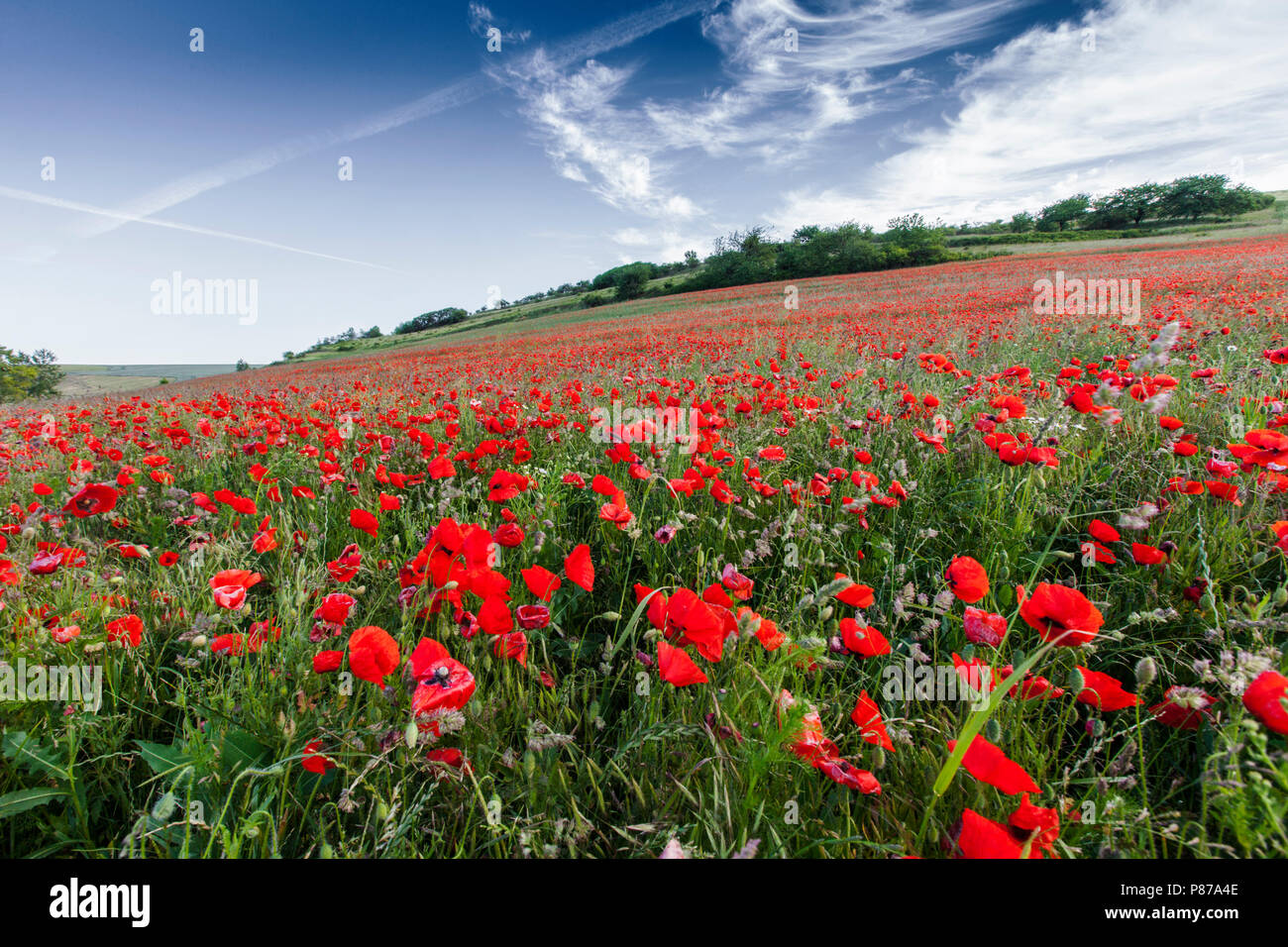 Grote Bloeiende klaproos, Coquelicot Fleurs Banque D'Images