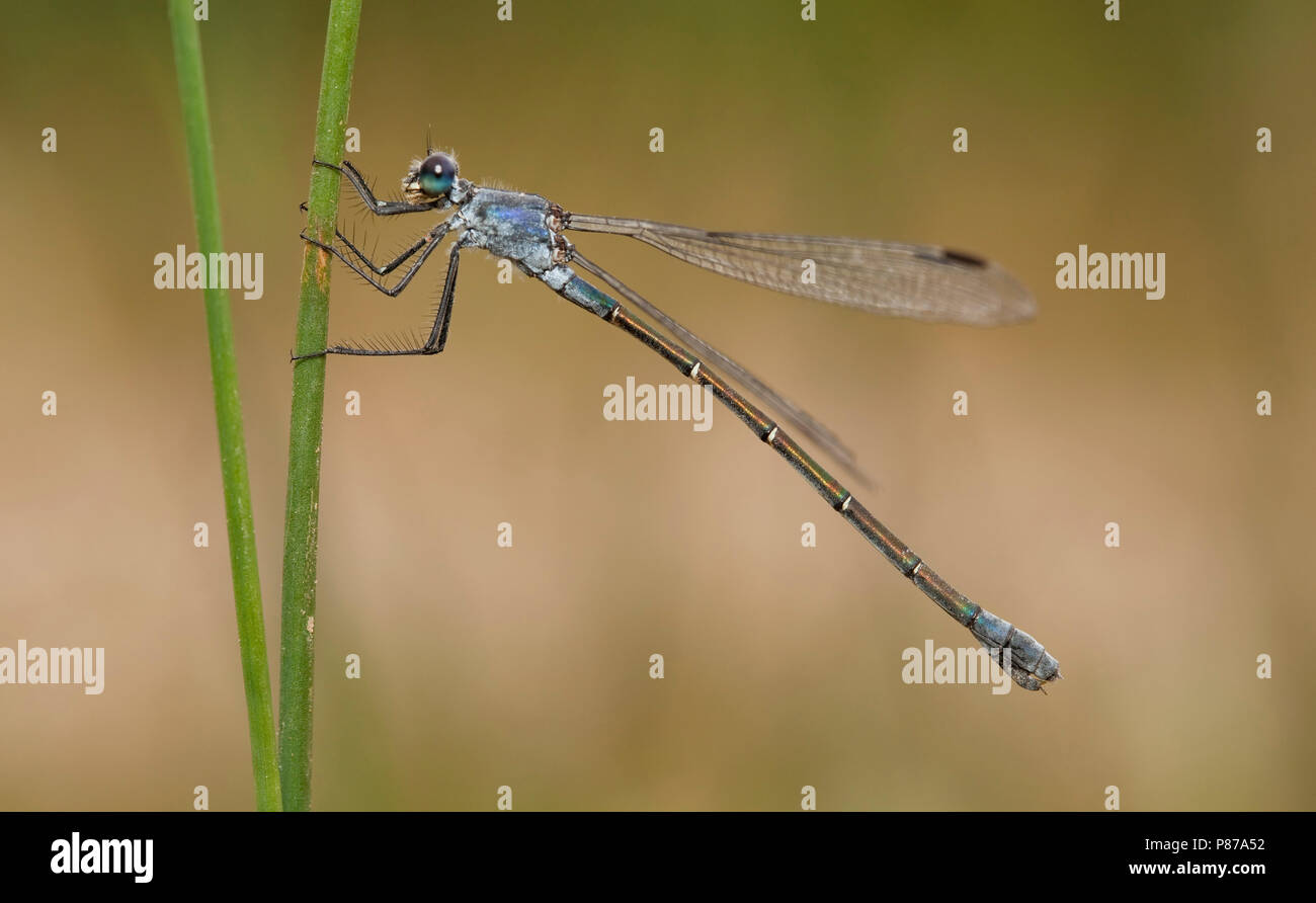 Imago Grote pantserjuffer Spreadwing foncé adultes ; Banque D'Images