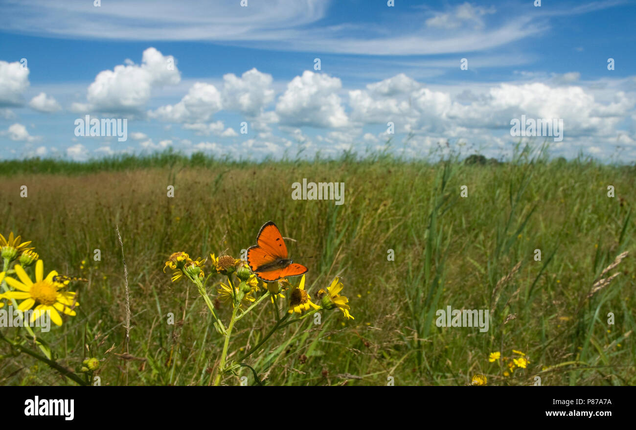 Grote vuurvlinder / (Lycaena dispar grand batava) Banque D'Images