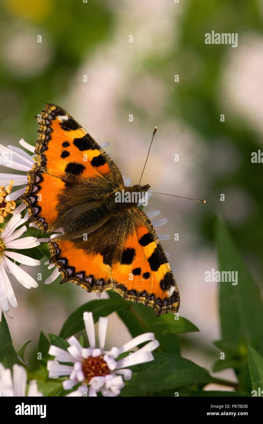 Kleine vos / Petite écaille (Aglais urticae) Banque D'Images