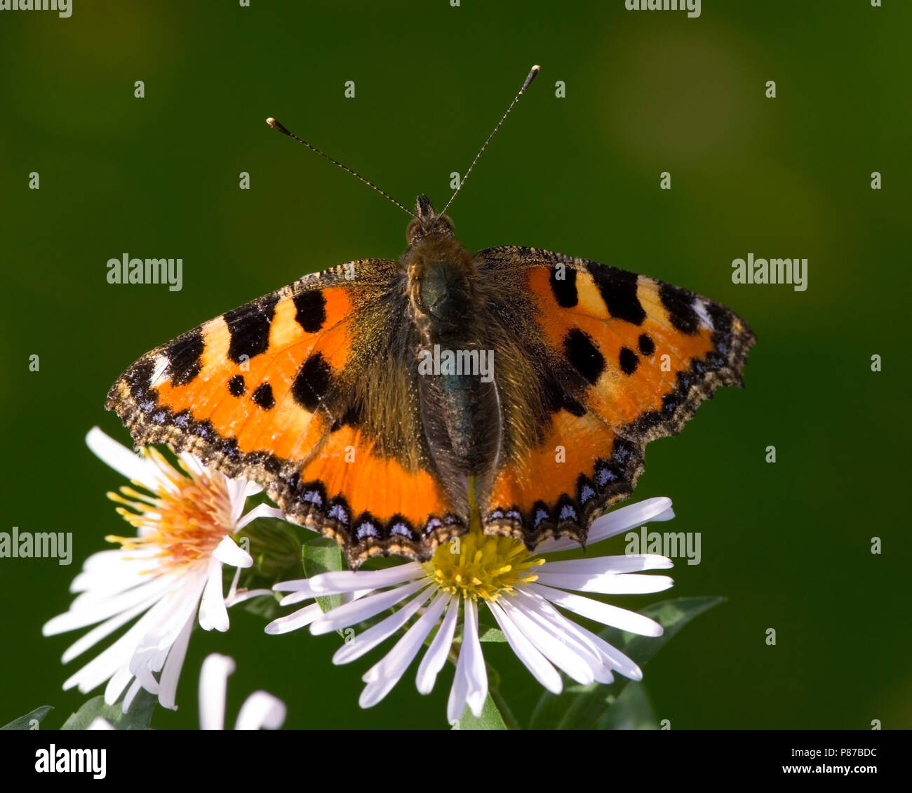 Kleine vos / Petite écaille (Aglais urticae) Banque D'Images