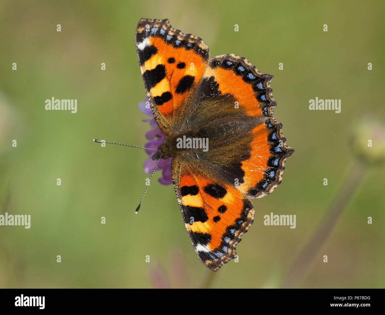 Kleine vos / Petite écaille (Aglais urticae) Banque D'Images