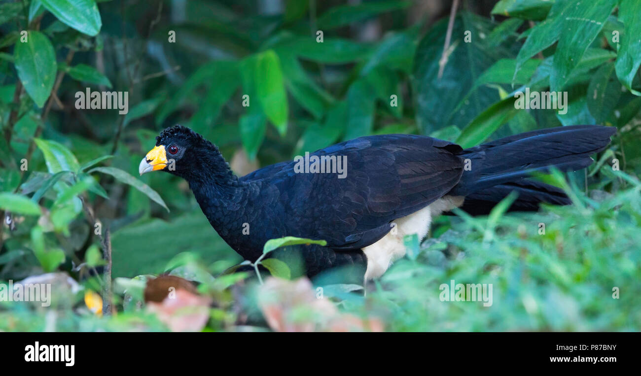 (Crax alector Black Curassow) un oiseau trouvé vivant dans les forêts humides du nord de l'Amérique du Sud en Colombie, au Venezuela, la Guyane et l'extrême nort Banque D'Images