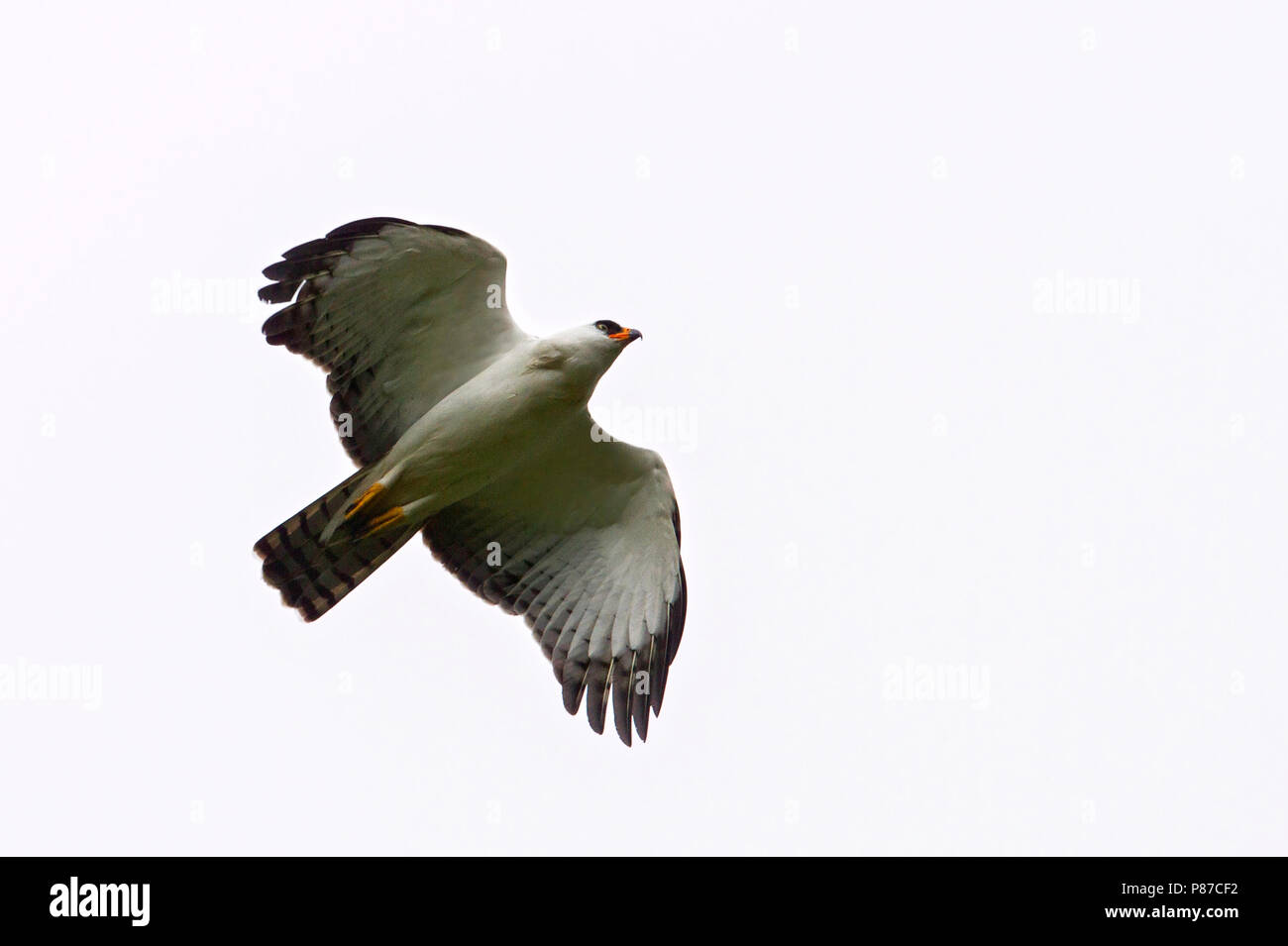 Le noir et blanc Hawk-Eagle (Spizaetus melanoleucus) est une espèce d'oiseau de proie et trouvés dans une grande partie de l'Amérique tropicale, du sud du Mex Banque D'Images