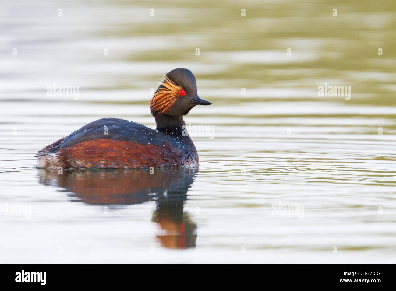 Black-necked Grebe - Schwarzhalstaucher - Podiceps nigricollis nigricollis ssp., Allemagne, reproduction adultes Banque D'Images