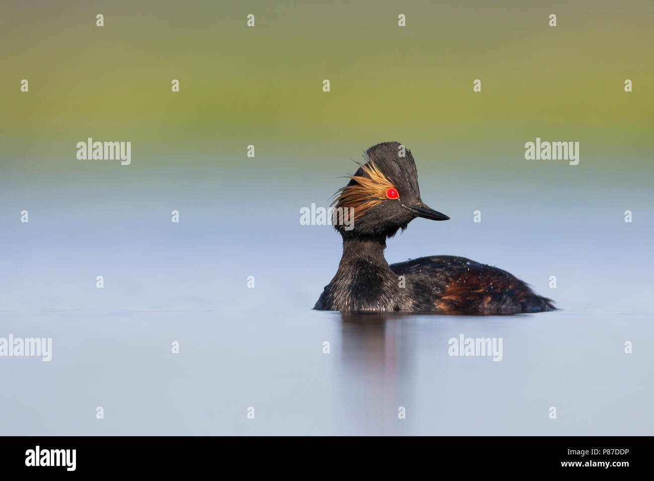 Black-necked Grebe - Schwarzhalstaucher - Podiceps nigricollis nigricollis ssp., Russie (Tcheliabinsk), reproduction adultes Banque D'Images
