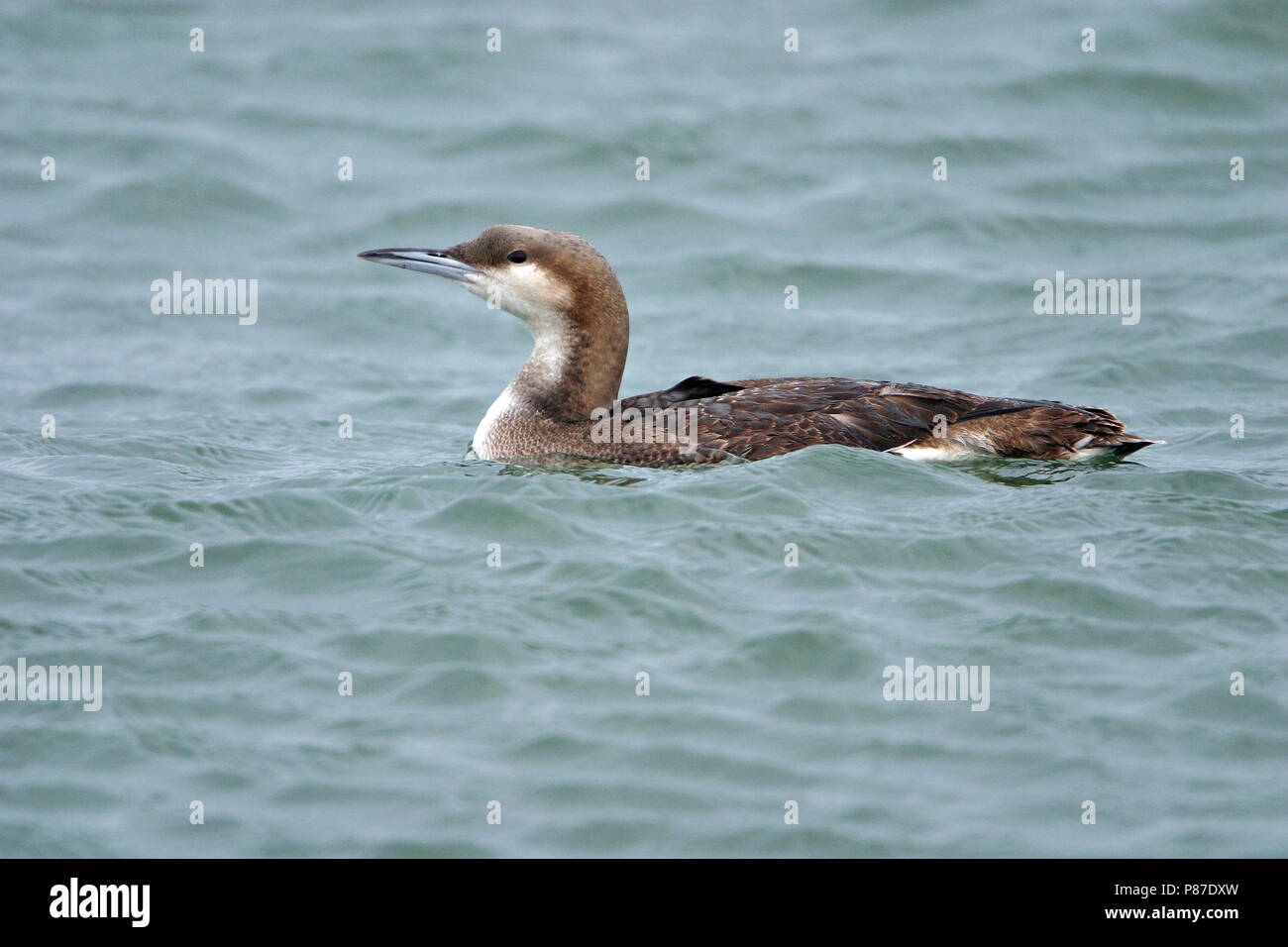 Huart à gorge noire d'hivernage (Gavia arctica) hivernant dans le delta de l'Evros, la Grèce. Banque D'Images