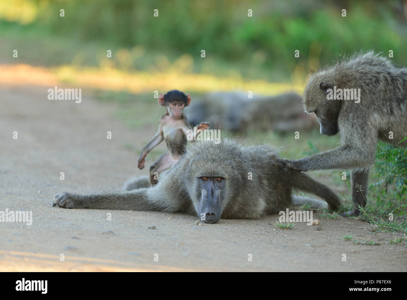 Baby baboon jouer l'action cutest monkey dans Kruger Banque D'Images
