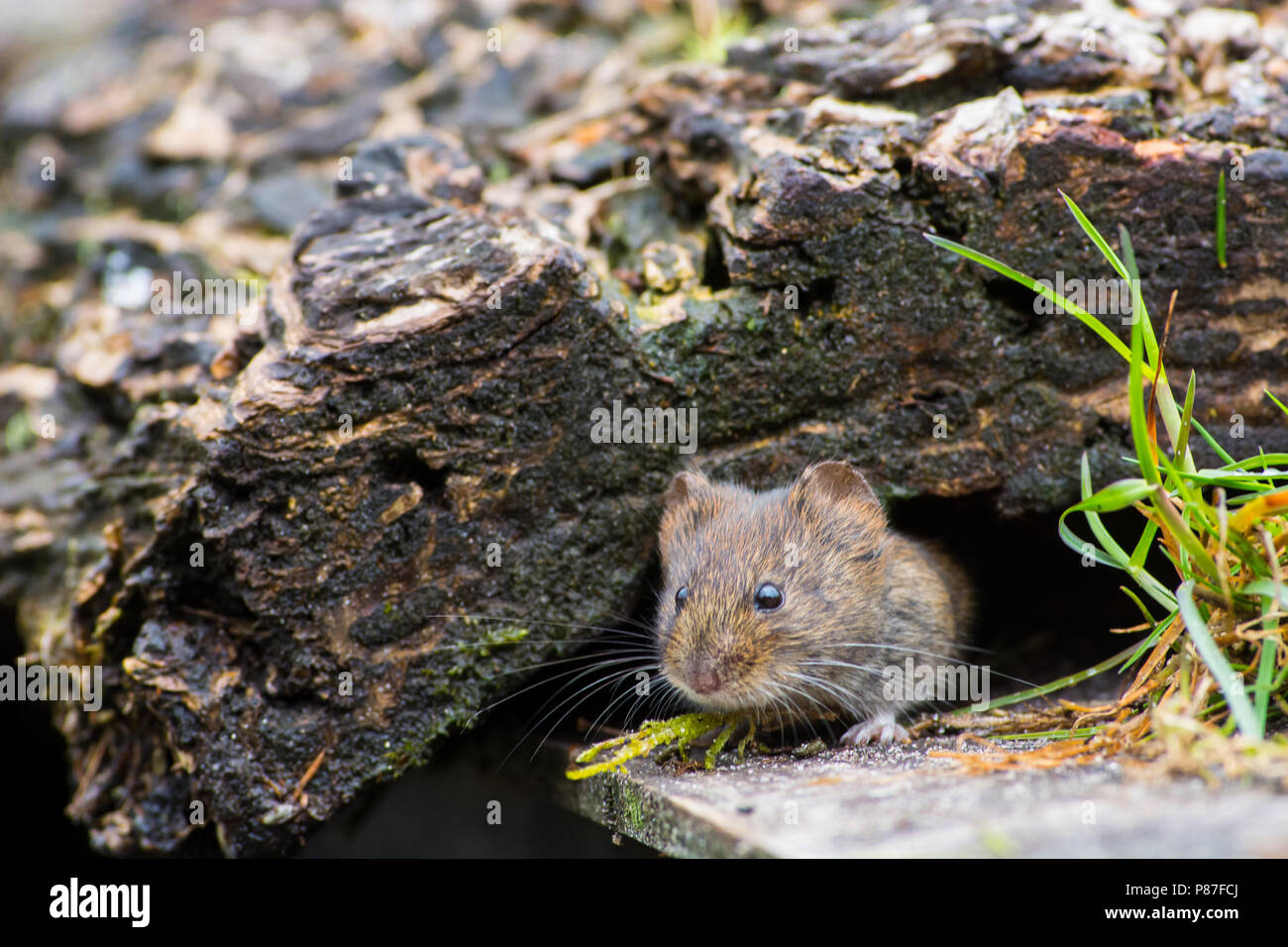 Rosse Woelmuis ; rouge ; la souris commune soutenue Clethrionomys glareolus Banque D'Images