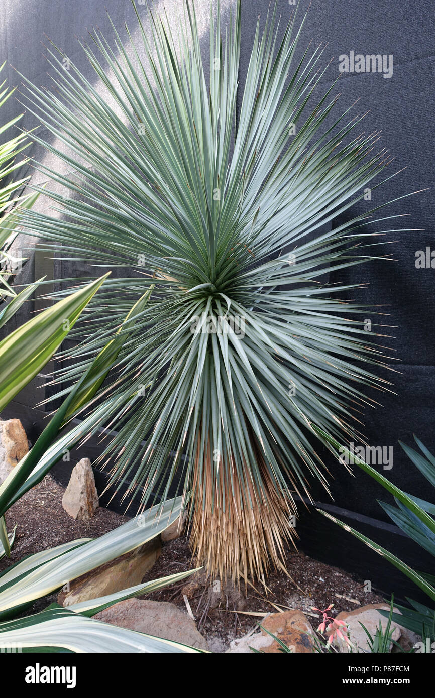 Blue yucca yucca rostrata Banque de photographies et d'images à haute  résolution - Alamy
