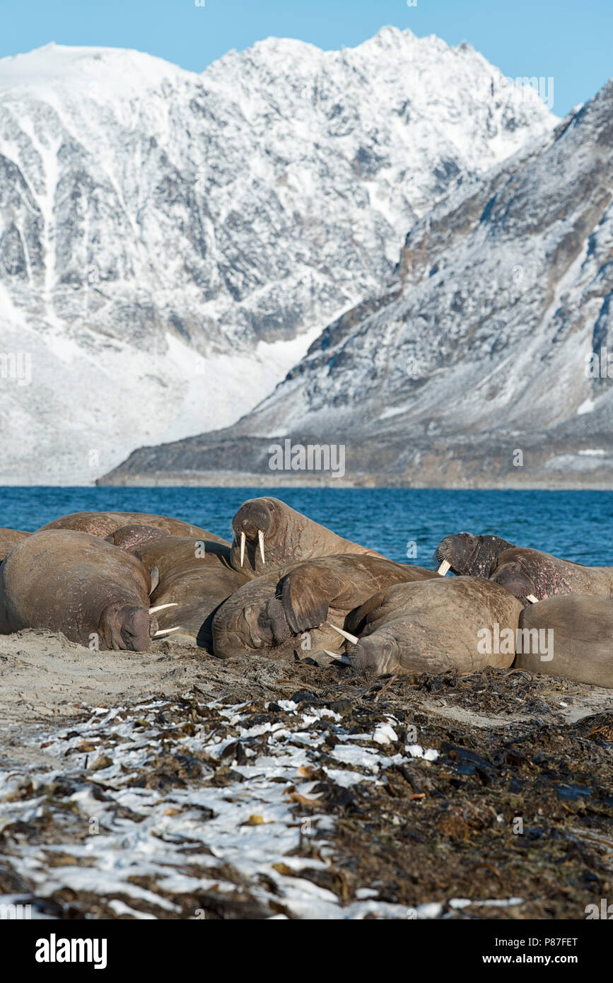 Groupe de morses dans Nordvest-Spitsbergen Smeerenburgfjord, Parc National, Svalbard, Norvège. Banque D'Images Groupe de morses dans Nordvest-Spitsbergen Smeerenburgfjord, Parc National, Svalbard, Norvège. Banque D'Images