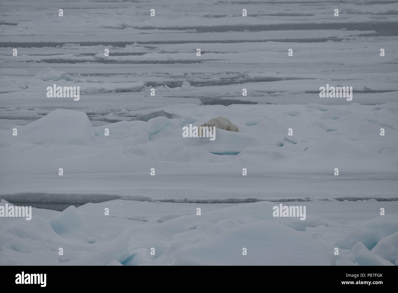 Ours polaire sur la banquise arctique au nord de Svalbard, en Norvège. Banque D'Images