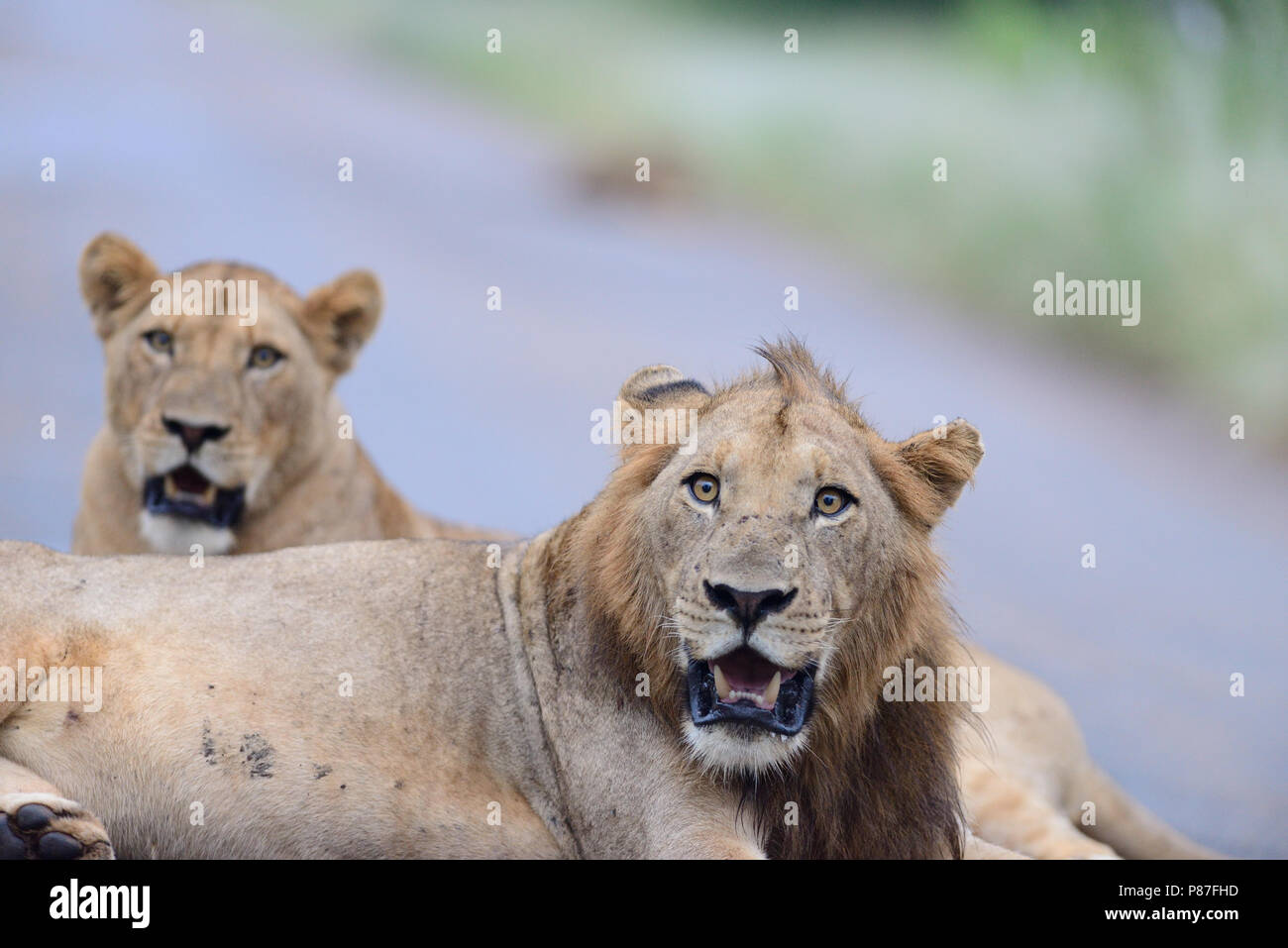 Homme et femme lion portrait sur route goudronnée Kruger Banque D'Images