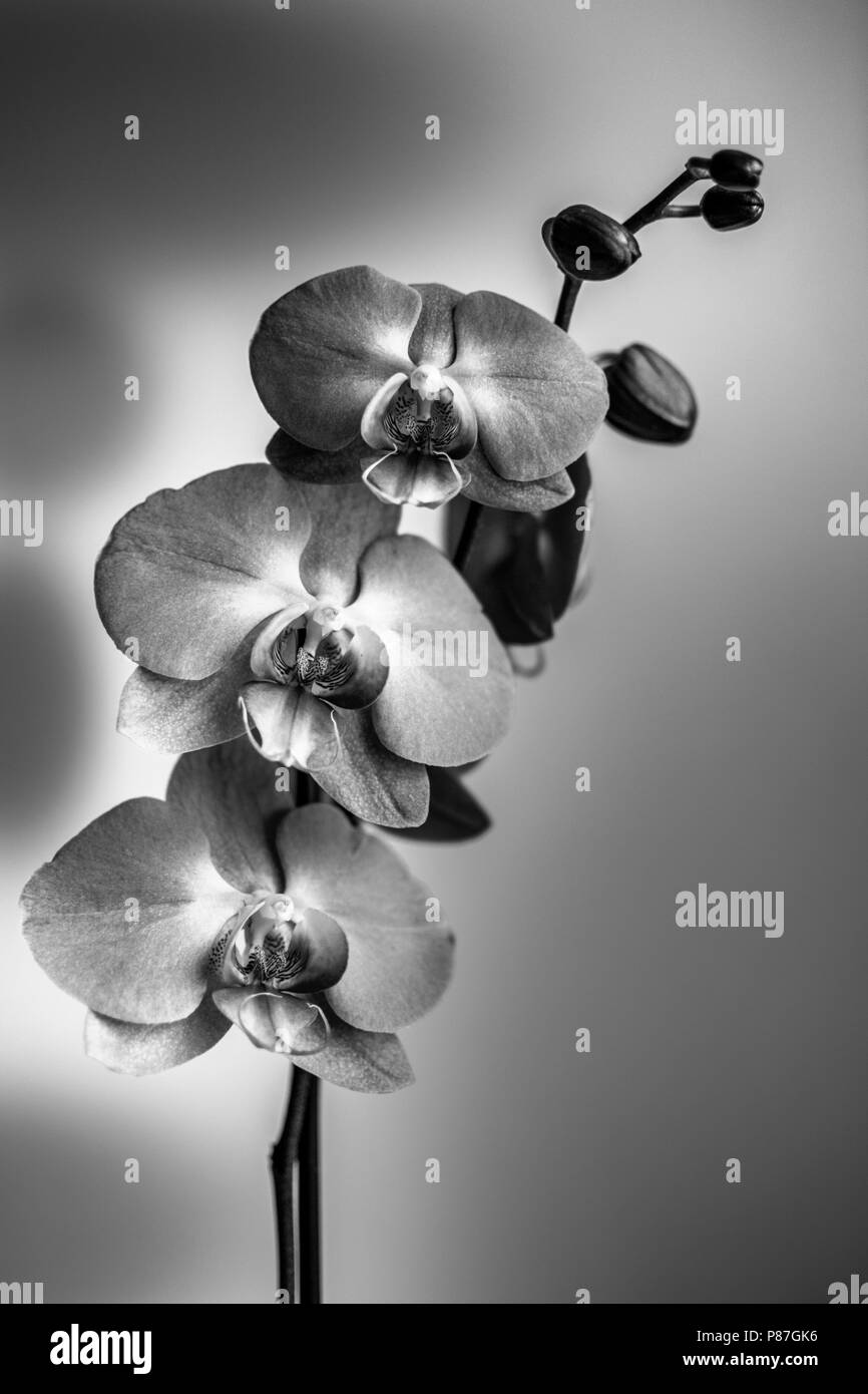 Une collection d'orchidée pourpre fleurs en noir et blanc Banque D'Images