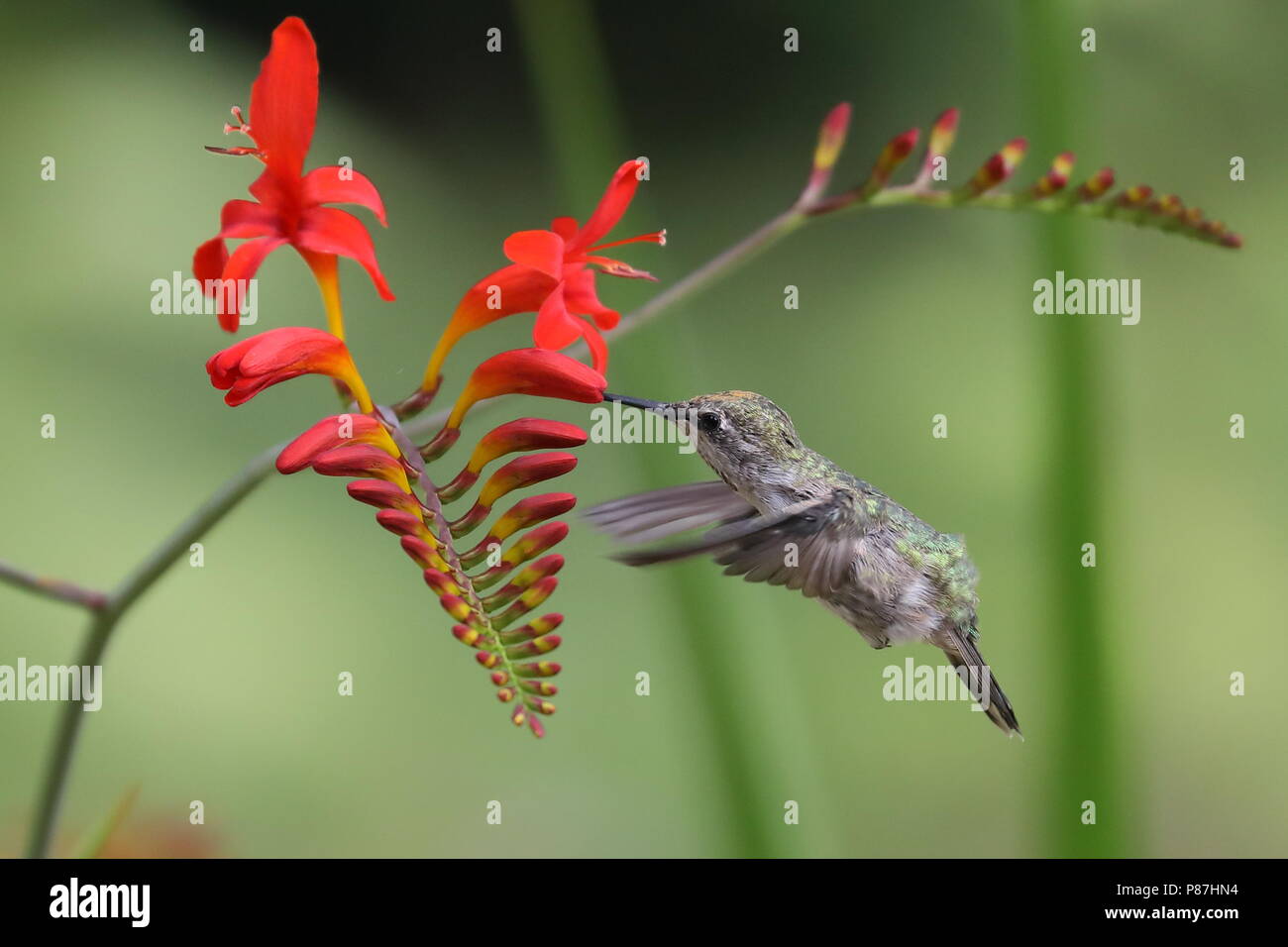 Femme Anna's Hummingbird se nourrissant de Crocosmia Lucifer fleurs Banque D'Images