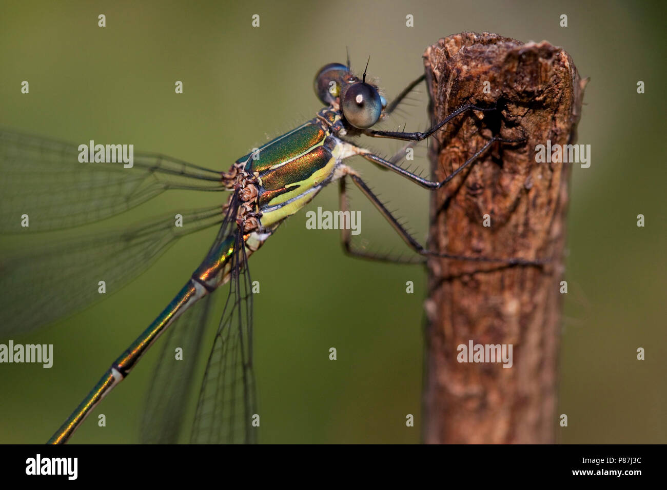 Imago Houtpantserjuffer ; Western Willow Spreadwing adultes ; Banque D'Images