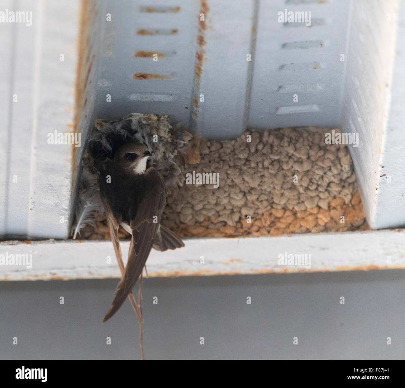 (Apus affinis Little Swift) à l'un des rares de l'aire de reproduction en Europe. Banque D'Images