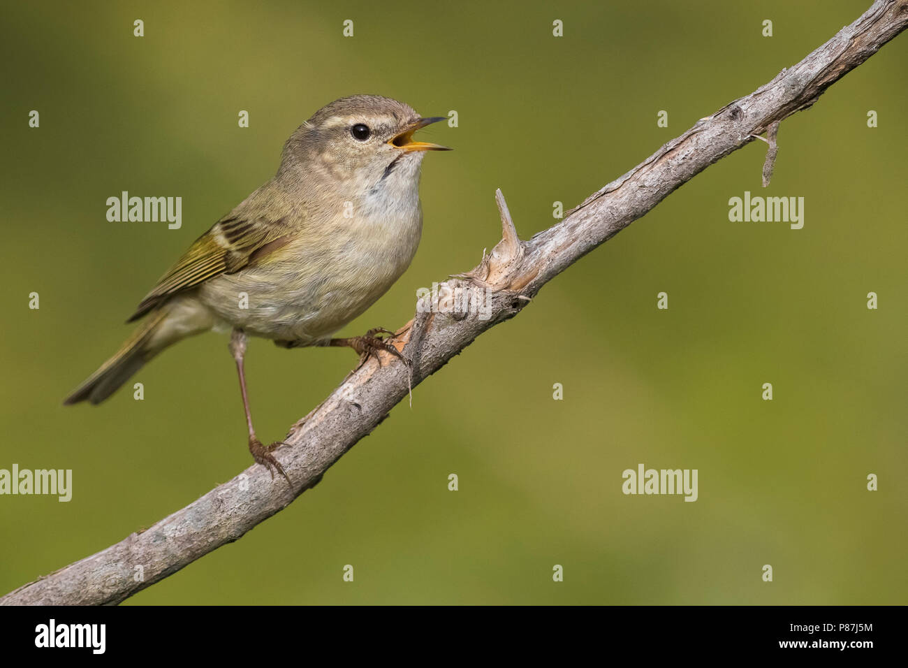 Bladkoning Humes, Hume's Warbler Phylloscopus humei feuilles, Banque D'Images