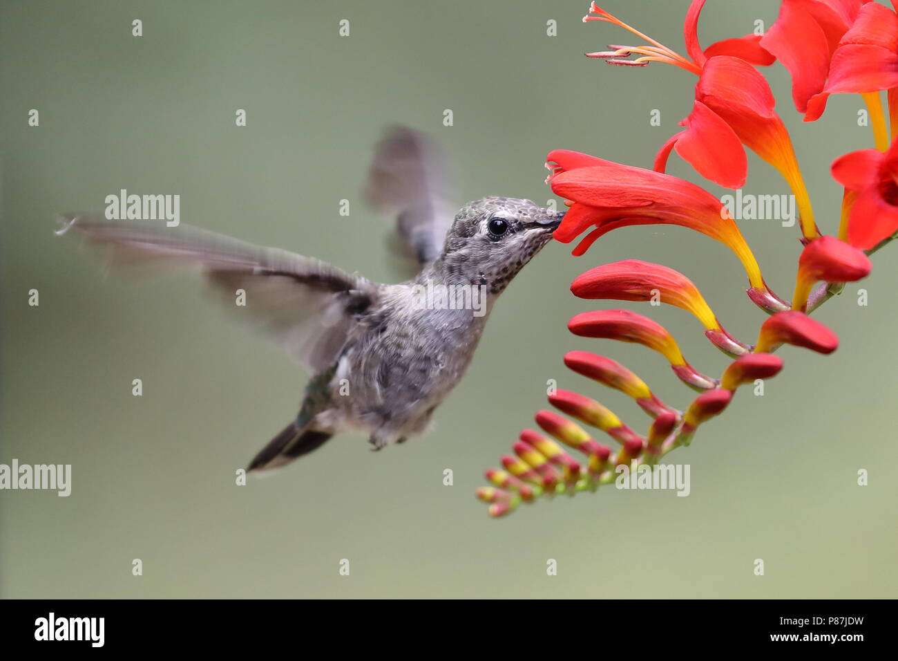 Femme Anna's Hummingbird se nourrissant de Crocosmia Lucifer fleurs Banque D'Images