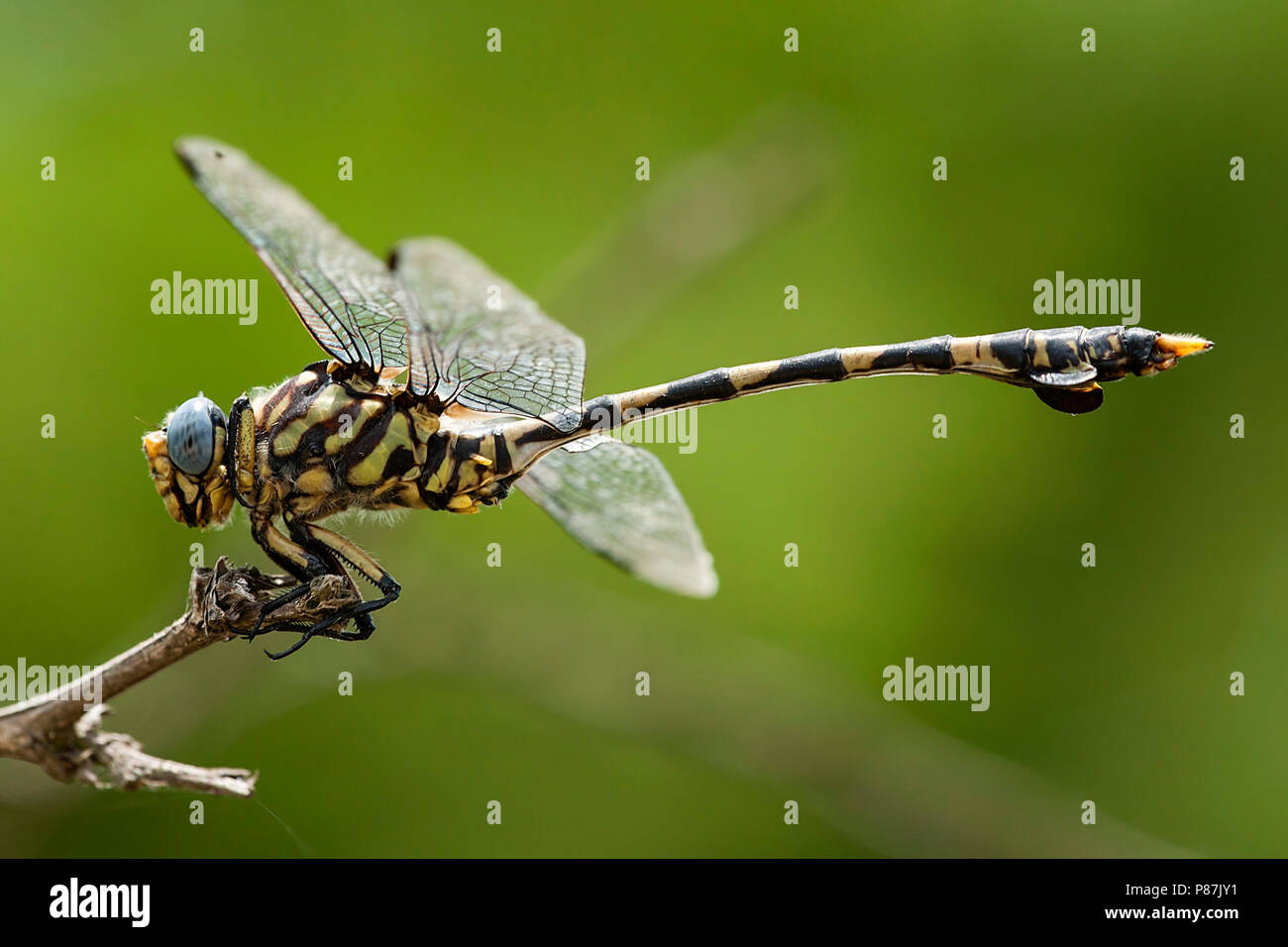 Mannetje Ictinogomphus ferox, homme politique Tigertail Banque D'Images