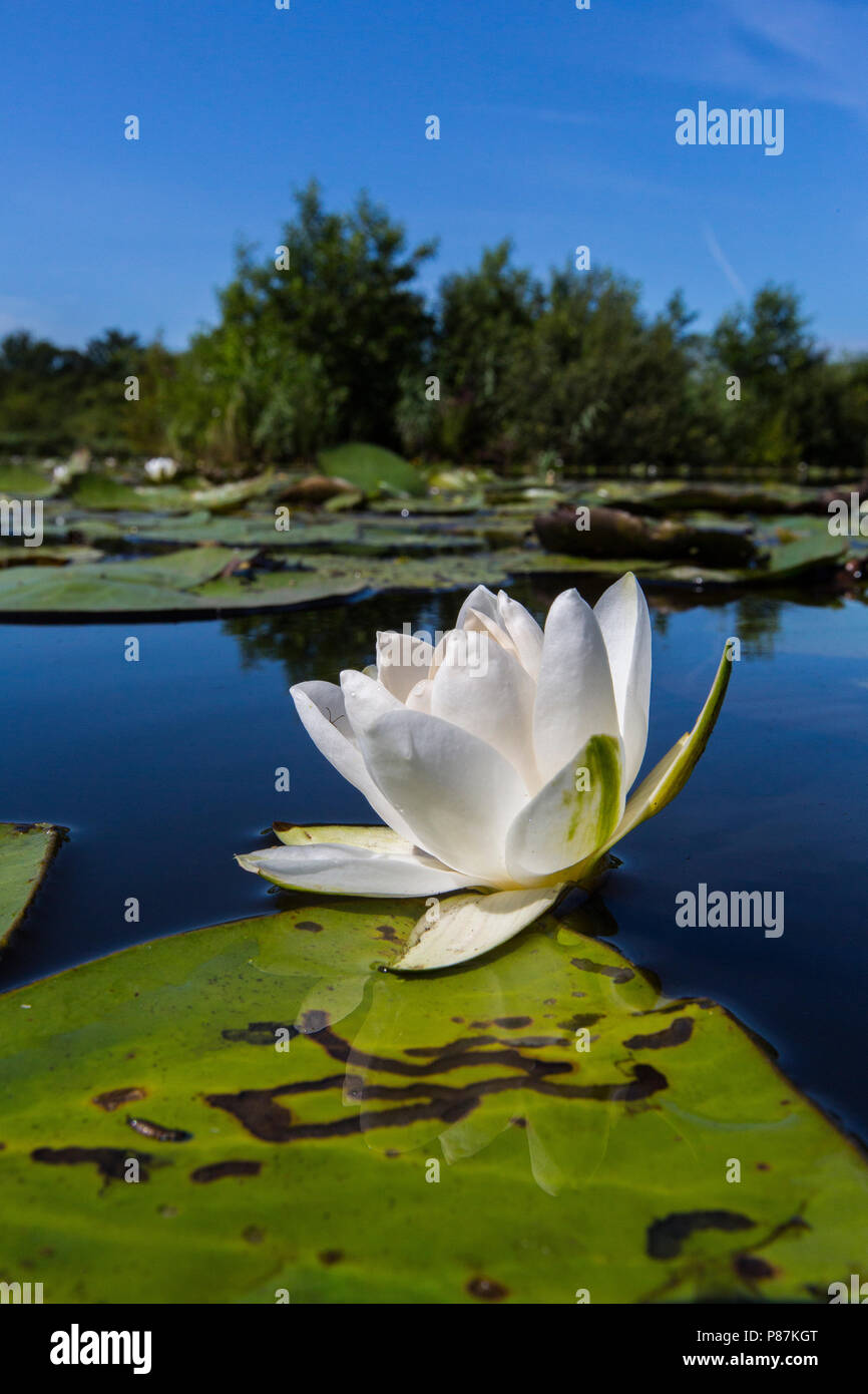 Witte waterlelie, White Water-lily Banque D'Images
