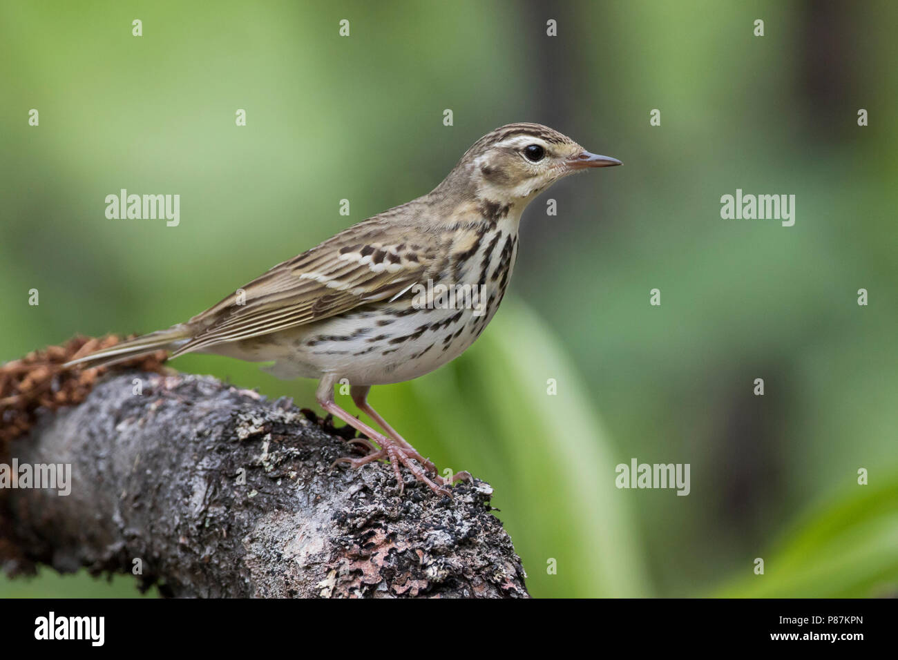 Pipit à dos olive - Waldpieper - Anthus hodgsoni ssp. yunnanensis, Russie Banque D'Images