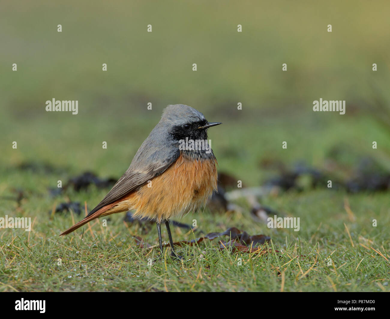 Rougequeue noir, Oosterse Zwarte Roodstaart Phoenicurus ochruros phoenicuroides, Banque D'Images