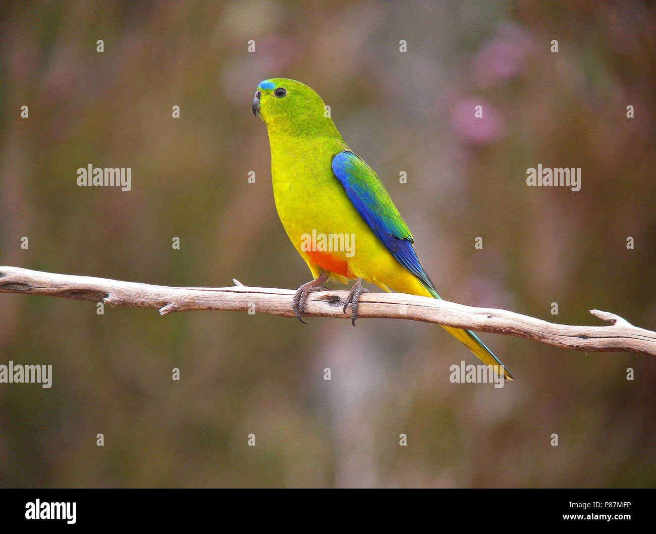 Gravement menacée d'Orange-bellied Parrot (Neophema chrysogaster) perché sur une branche Banque D'Images