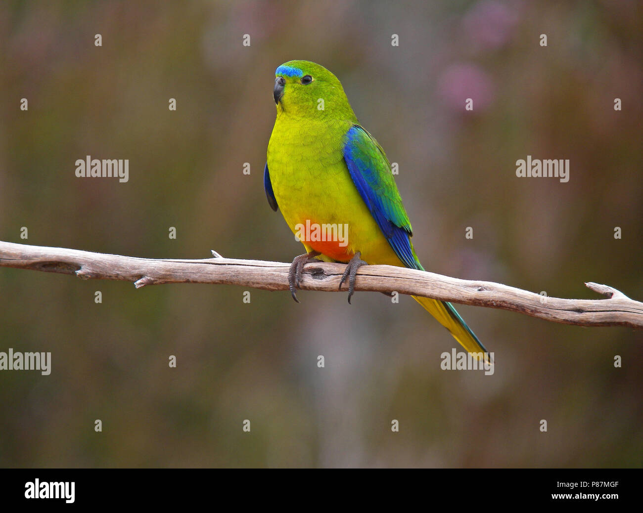 Gravement menacée d'Orange-bellied Parrot (Neophema chrysogaster) perché sur une branche Banque D'Images