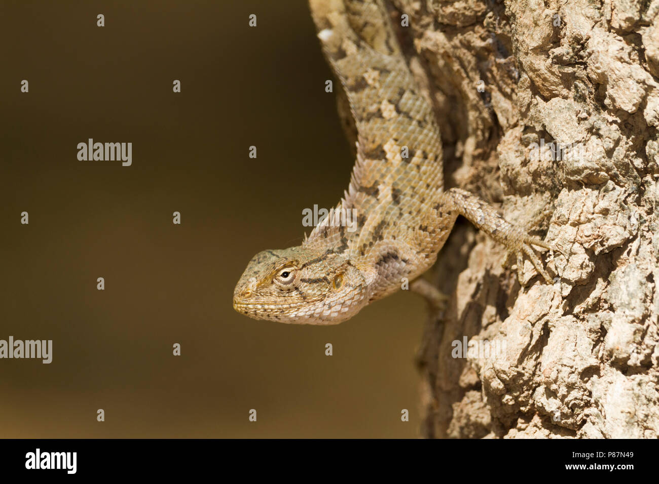 Oriental garden lizard - Blutsaugeragame - Calotes versicolor, Oman Banque D'Images